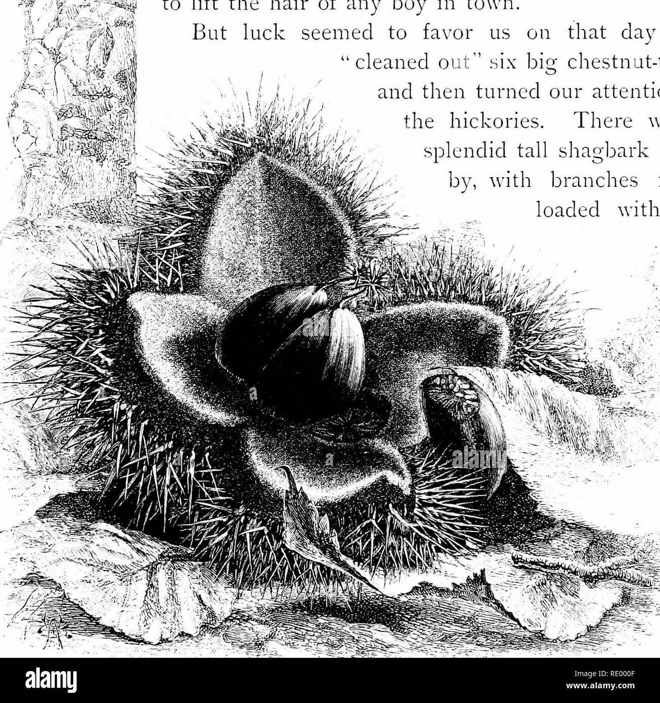 . Journées pastorales ; ou, Souvenirs d'un an de la Nouvelle Angleterre. L'histoire naturelle. De l'automne. III mur de pierre là-bas, et sont entrés dans les bois qui sous - groupe des châtaignes. Deux d'entre nous assument les avant-postes sur les piquets de gardes ; et un autre, les jeunes ours en peluche par Shoopegg nom, le meilleur grimpeur dans le village, le secouant. Il s'enorgueillissait de pouvoir " shin jusqu'à aucun arbre dans le caounty », et après qu'il avait une fois s'est levé parmi les arbres de châtaignier nous nous sommes tenus de sous, et en très peu de temps aucun burr a été laissé entre leurs branches. Il y avait cinq paires de mains sous les arbres, je peux dire Banque D'Images