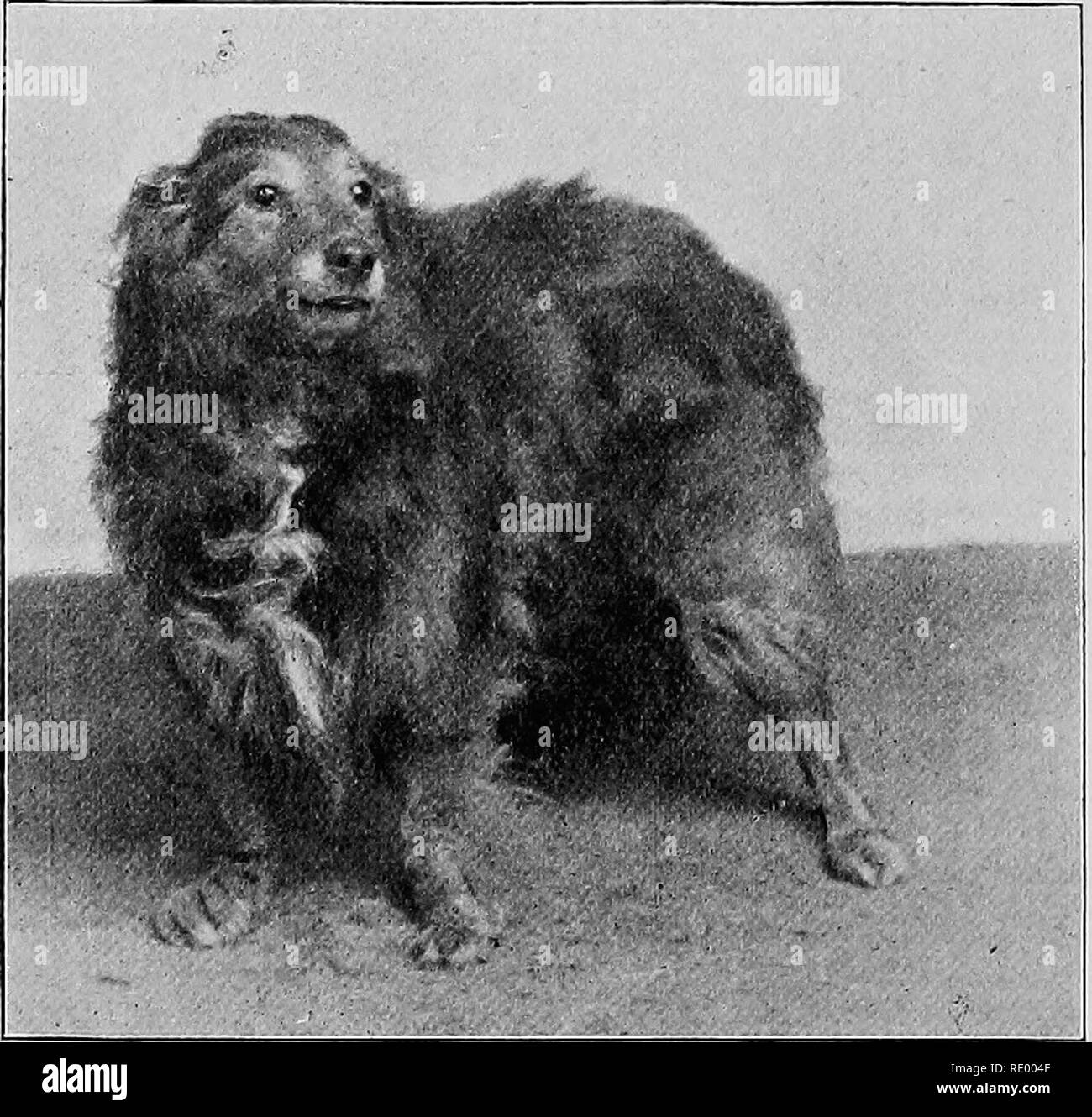 Maladies Chirurgicales Du Chien Et Chat Avec Des Chapitres Sur L Anesthesie Et D Obstetrique Deuxieme Edition De Chirurgie Canine Et Feline Chiens Chats Chapitre Xxii Les Membres Et La Queue Des