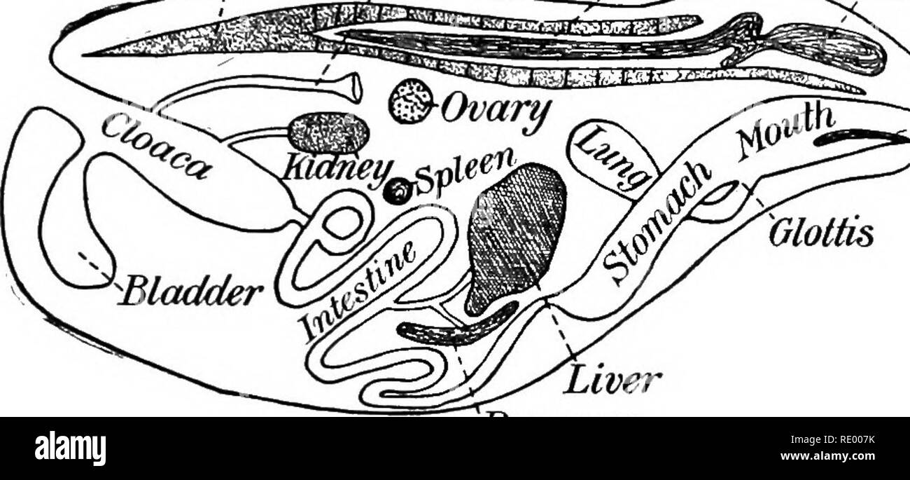 . Essentials de biologie a présenté des problèmes. La biologie. Le ANLMALS VERTÉBRÉS 2S7 la grenouille plus en détail lorsque nous discutons de la structure et de l'utilisation des parties du corps dans l'homme, nous pouvons maintenant apprendre quelque chose de la position et de l'utilisation de certaines des structures trouvées dans la cavité du corps. Le tube de l'alimentation et de ses glandes.- La bouche conduit comme un entonnoir dans un tube court, le gtdkt. À l'étage inférieur de la bouche peut être vu la glotte slitlike menant aux poumons. L'œsophage s'élargit presque aussitôt dans un long de l'estomac, qui à son tour mène à un bien- -Langue maternelle. '^foie Pancréas Diagramme de la régie interne Banque D'Images