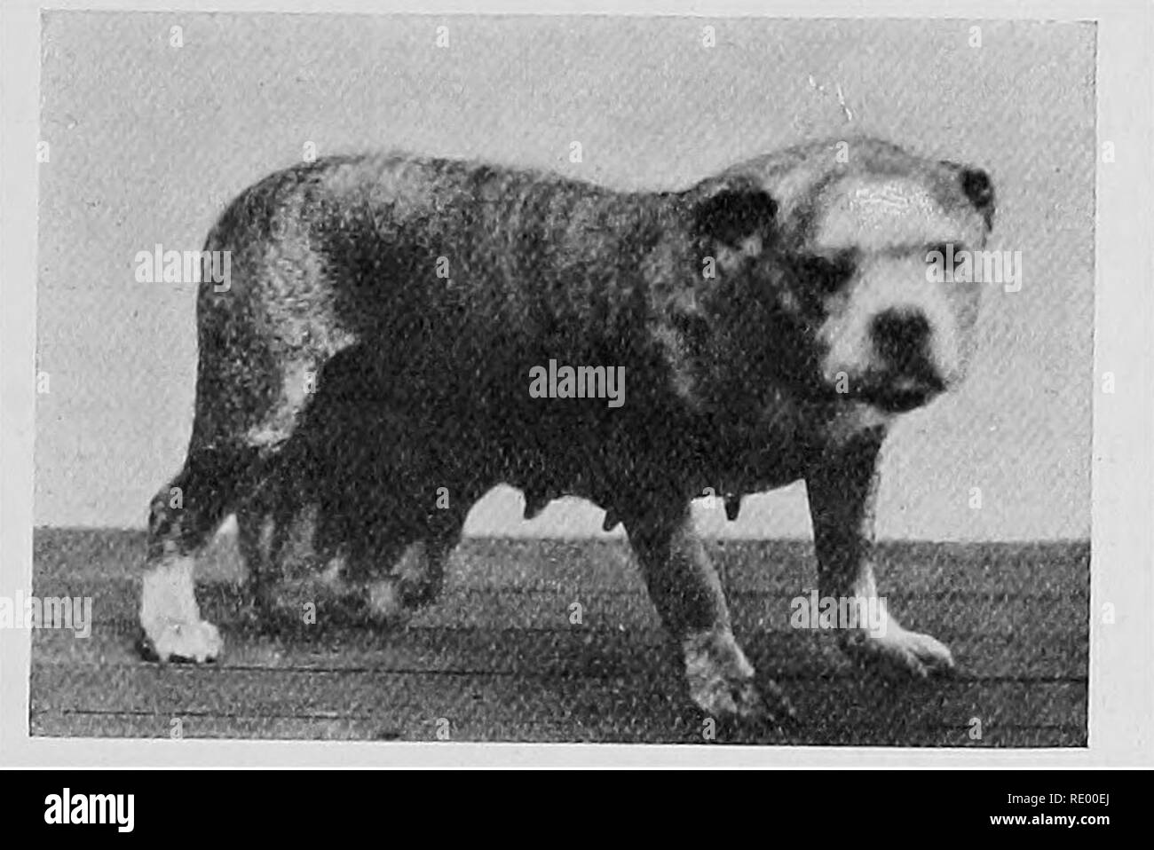 Connaître Lage Du Chien Lage Du Chat Pour Lassurer