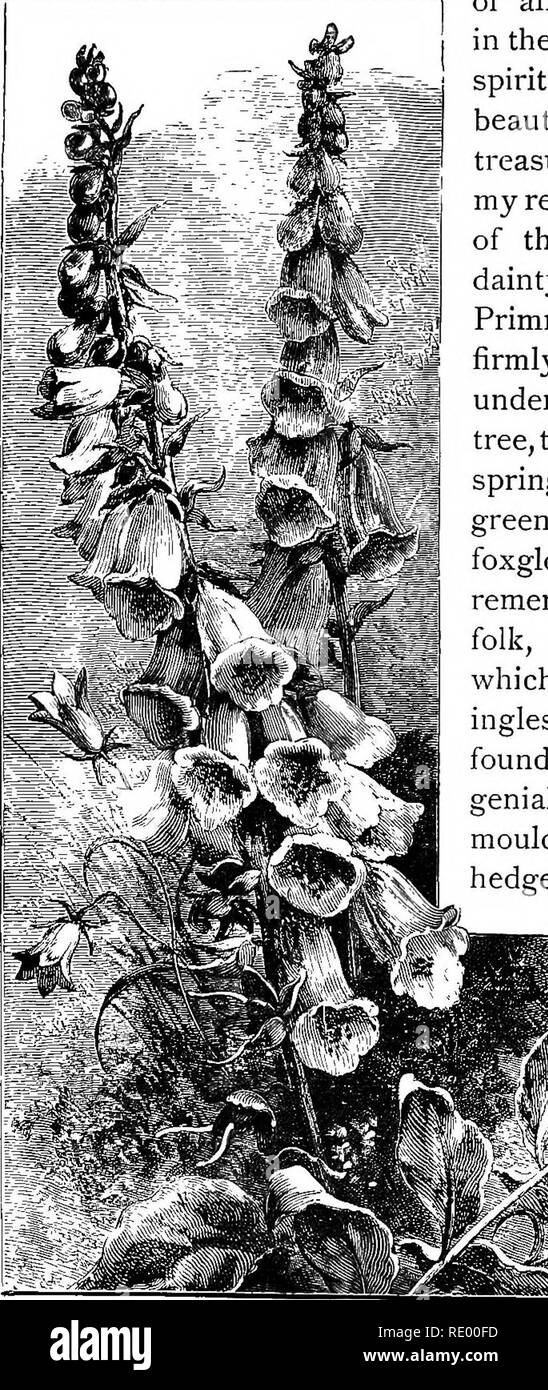 . Heures dans mon jardin, et d'autres croquis à la nature. Avec 138 illus. L'histoire naturelle. IO mon jardin. Summer-Seat. de tous les plus beaux endroits dans le quartier ; l'esprit ou l'essence de la beauté de l'endroit où j'ai conservé ici ; et j'ai ma récompense dans une succession des plus beaux effets dainty et imaginables. Primroses dans leurs touffes ancrée se sont répandues dans le cadre d'un lilas, jusqu'préféré le petit lit au printemps est un épais tapis de vert et l'or. Demeure seigneuriale digitales (folks'-gants, n'oubliez pas ; les gants de la folk, la fée-folk, dont fox ici est un moyen- ingless la dégradation) h Banque D'Images