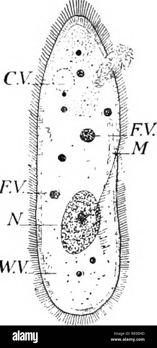 . Essentials de biologie a présenté des problèmes. La biologie. Les protozoaires 191. Si elle pousse son chemin passé toute substance dense dans l'eau, le corps cellulaire est vu à changer sa forme qu'il tire à travers. Le corps cellulaire est presque transparent, et se compose d'semifluid protoplasme qui a une apparence grisâtre granulaire sous le microscope. Ce protoplasme semble être limité par une membrane très délicat par lequel de nombreux threads délicat projet de protoplasme appelés cils. (Ce sont généralement invisibles sous le microscope.) la locomotion du paramoecium est provoqué par le mouvement de ces c Banque D'Images
