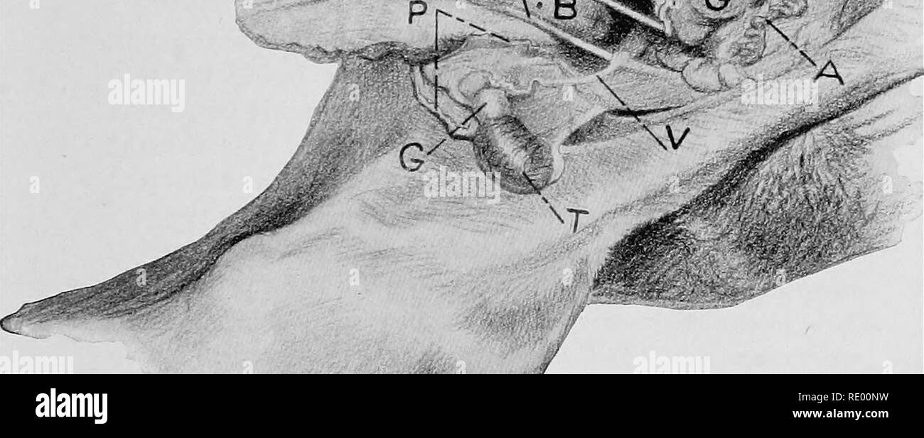 . Les opérations chirurgicales et obstétriques. Chirurgie vétérinaire. ;R X. FIG 47 Castration des Cryptorchld l'Urino-appareil génital de 24 h. colt. T, T, testicule ; une artère testiculaire, ; G, gubernaculum testis ; V, V, canal déférent ; B, la vessie ; UA, artères ombilicales rétractés à l'intérieur de l'abdomen ; P, pro- cessus vaginale ; veine ombilicale, UV.. Veuillez noter que ces images sont extraites de la page numérisée des images qui peuvent avoir été retouchées numériquement pour plus de lisibilité - coloration et l'aspect de ces illustrations ne peut pas parfaitement ressembler à l'œuvre originale.. Williams, Walter Long, 1856-194 Banque D'Images