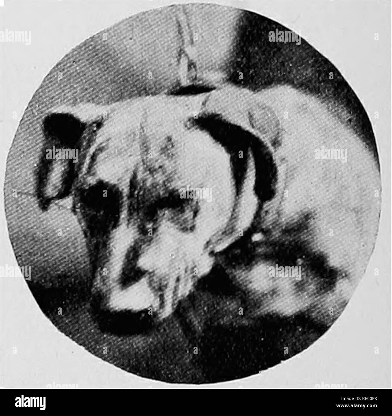 Maladies Chirurgicales Du Chien Et Chat Avec Des Chapitres Sur L Anesthesie Et D Obstetrique Deuxieme Edition De Chirurgie Canine Et Feline Chiens Chats Fig 58 Boarhound Avec Mal Forme L Oreille Malformations Fig
