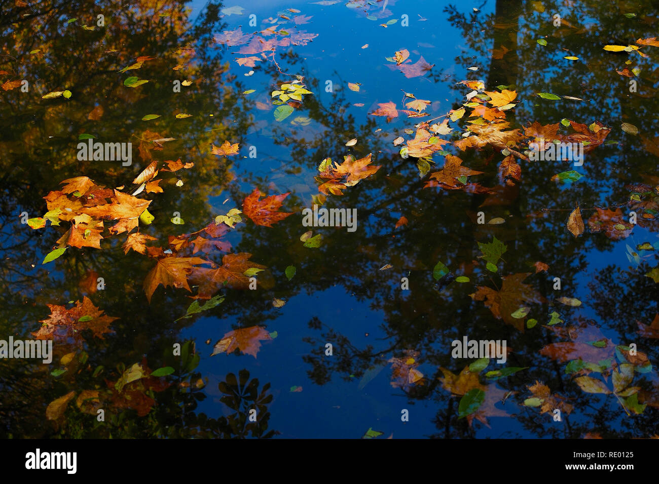 Des feuilles tombées. Saison d'automne. Banque D'Images