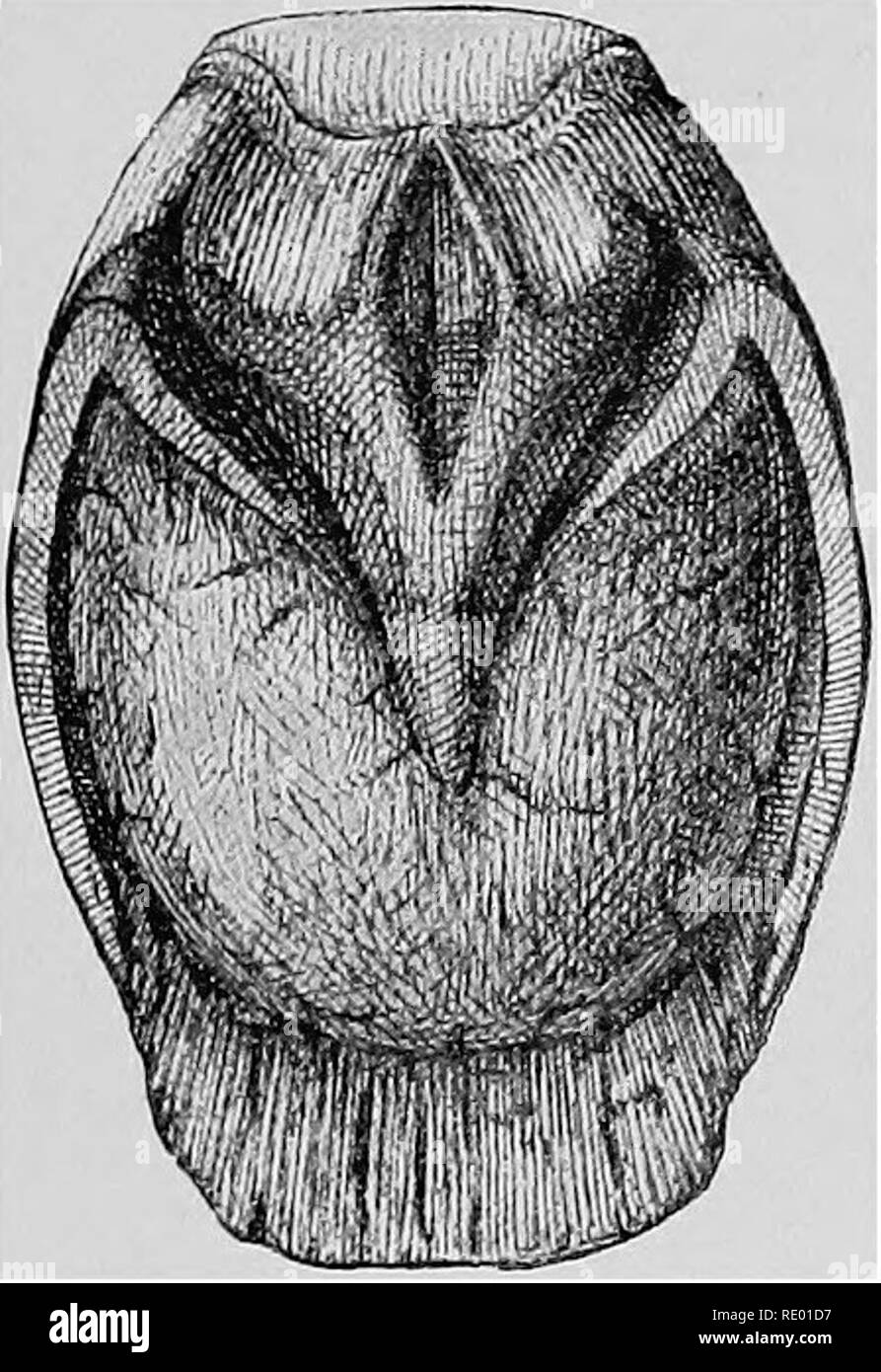 . Les maladies du pied du cheval . Sabots ; chevaux. Les affections inflammatoires et 285 est plus ou moins granuleuses et enclins à rompre sous la manipulation. En conséquence, l'utilisation de l'élaboration d'un couteau, ou une blessure accidentelle avec des pierres ou des pierres, conduit à l'exposition de la structures sensibles et locaux de la gangrène. Avec la corne de l'unique raison de ce détérioré par la pression excessive et a continué sur la sécrétion des pièces. Il, il n'est pas étonnant de constater que, dans de nombreux cas, de pénétration réelle avec l'os pedis se produit. C'est la partie antérieure de la marge inférieure du t Banque D'Images