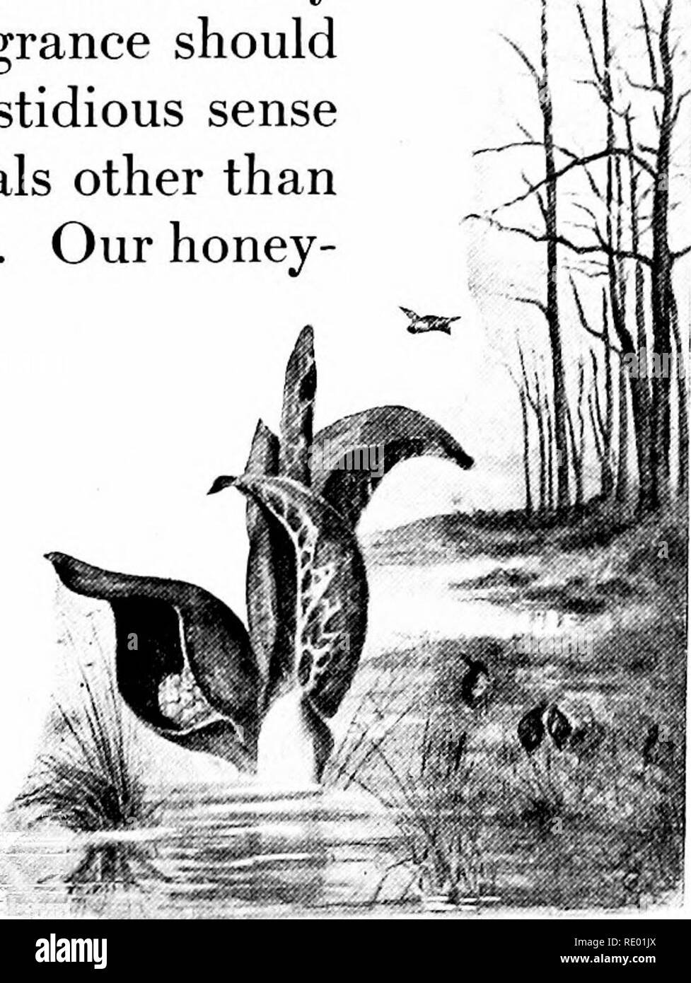 . En vertu de l'open sky ; être d'un an avec la nature. L'histoire naturelle. 35 mars crayon. Toutes ces plantes sont lentement- mars jusqu'à arracher le terrain du lac. Il est vrai, pas une seule usine déménage, mais il sera trouvé chaque année que les nouveaux sujets de chaque type sont un peu plus loin vers l'avant et qu'ils se tiennent régulièrement, toujours sur la préservation de l'ordre régulier de leur marche. L'observation d'un esprit vif et compagnon de beaucoup de mes promenades à l'heure utilisé pour parler de la skunk-chou, et ses deux proches alliés, la calla et le Cric- dans la chaire, comme "l'aristocrate, l'hypo- crite, et la Banque D'Images