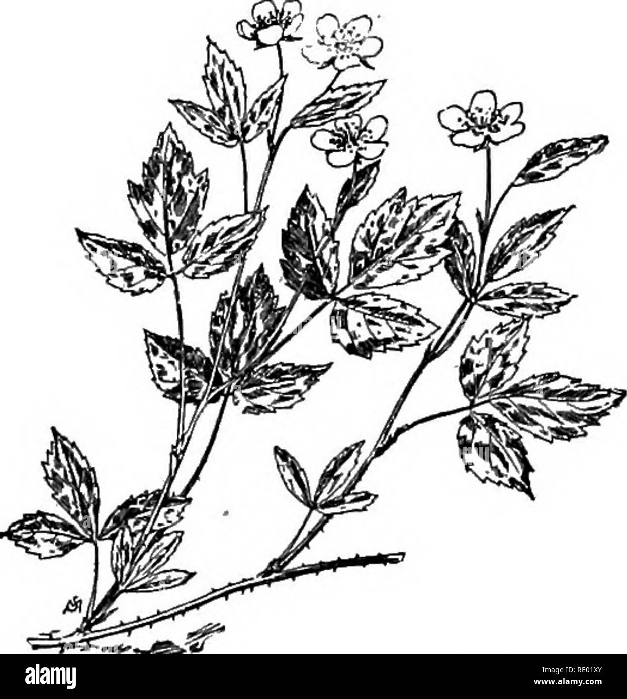 . Le Brook livre ; un premier contact avec le ruisseau et ses habitants à travers l'évolution de l'année. L'histoire naturelle. io6 LE BROOK LIVRE. Des dizaines de papillons brun clair. Contre un arrière-plan foncé. De jeunes pruches luisaient d'un groupe de black-eyed, Susans leur golden cap ruffles voltigeant sur leurs visages piquante. Dewberries, moins ambitieux pour atteindre les hauteurs, se glissa sur le sol, leurs brillants ber- ries bien cachés sous des feuilles. Nous avons été tentés d'abandonner le voyage au printemps indien tout à fait et s'attarder DEWBERRY en fleurs le long de thc orée du bois, mais le chemin offert beaucoup d'induire Banque D'Images