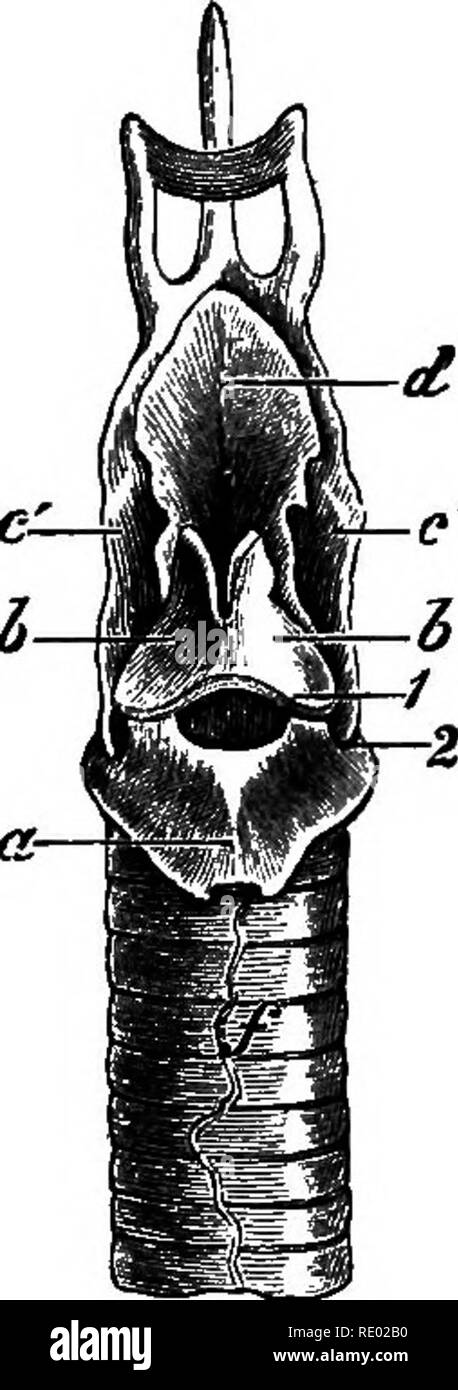 . Un texte-livre de physiologie comparée pour les étudiants et les praticiens de médecine vétérinaire (comparatif). La Physiologie, comparatif. La voix. 597 des muscles qui composent le sphincter du larynx est contractée lors de l'infériorité est stimulé. laryngé. Veuillez noter que ces images sont extraites de la page numérisée des images qui peuvent avoir été retouchées numériquement pour plus de lisibilité - coloration et l'aspect de ces illustrations ne peut pas parfaitement ressembler à l'œuvre originale.. Mills, Wesley, 1847-1915. New York, Appleton Banque D'Images