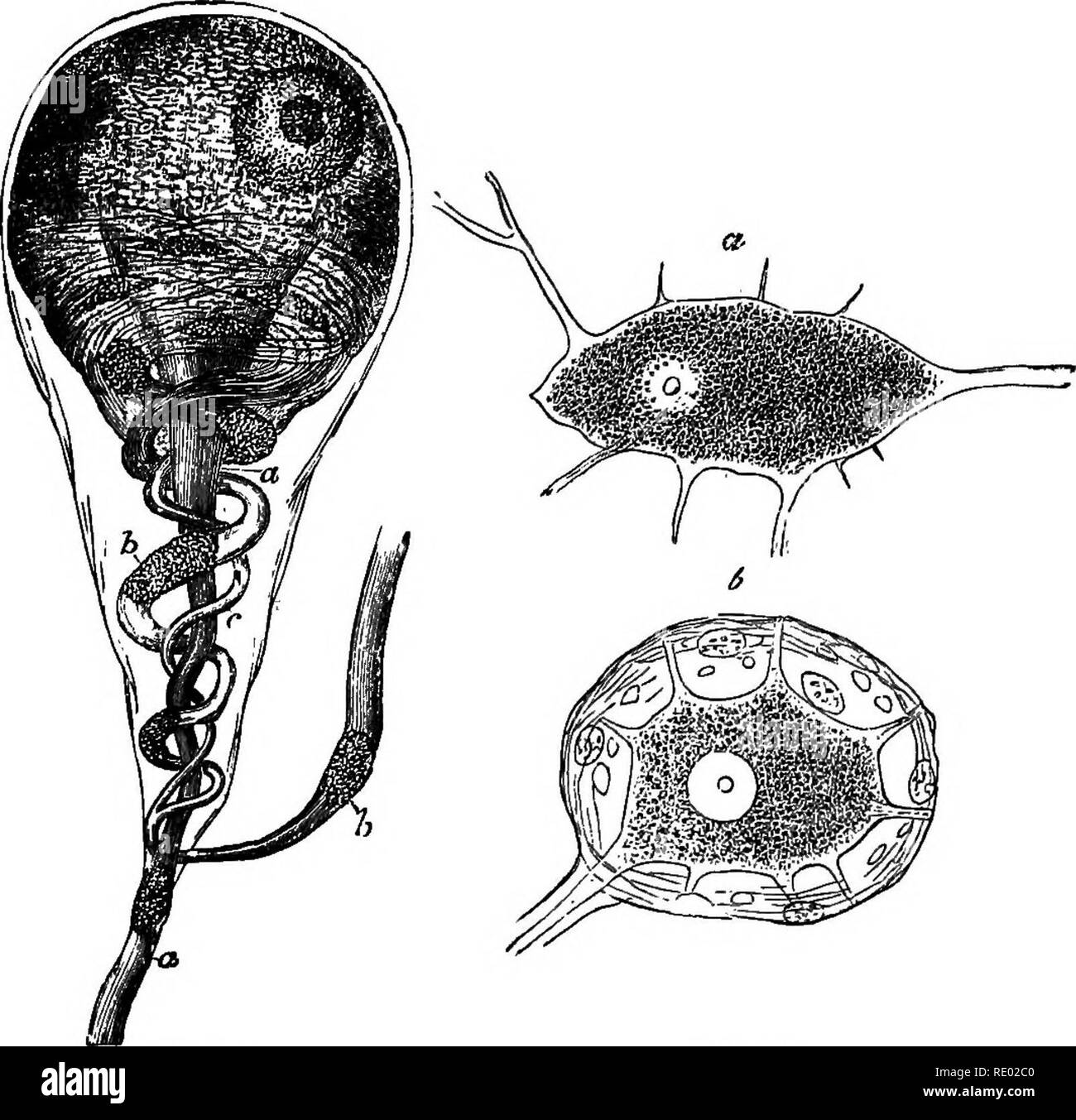 . Un texte-livre de physiologie comparée pour les étudiants et les praticiens de médecine vétérinaire (comparatif). La Physiologie, comparatif. Le système CBRBBRO-spinale de nerfs. 589 dans la matière grise pour la fourniture de l'interne et l'exter- nal des parties de l'hodyâi. e., dans les nerfs splanchniques et somatiques. Les centres d'origine des nerfs splanchniques sont appelés des groupes de cellules dans la matière grise du cordon autour des cen-. La FIA. 4S7. Fig. 428. Cochon. 427.âGanglion à partir de cellules ganglion sympathique de frog ; largement intensifié, et montrant à la fois directement et fibres enroulées (après Quain). Fig. 428.â^ Banque D'Images