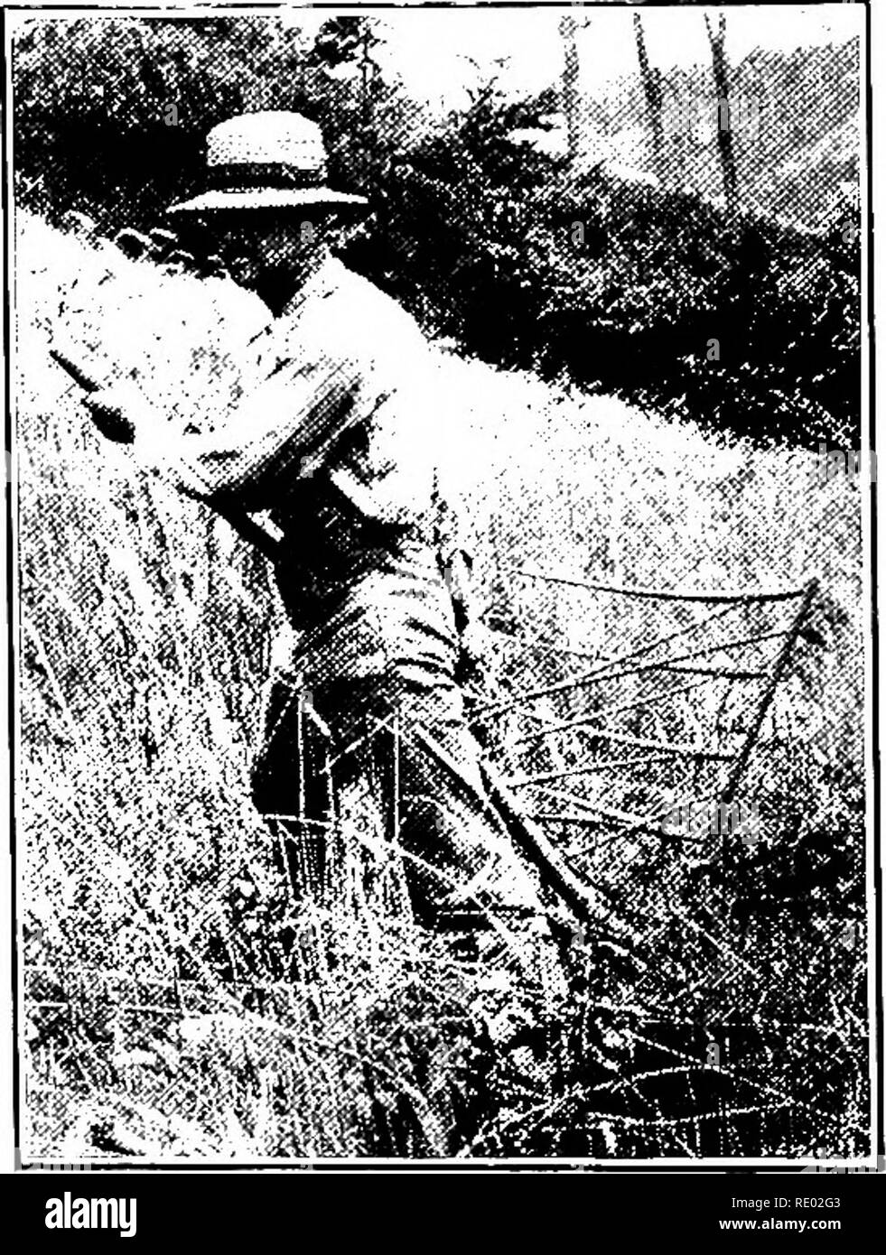 . L'étude de la nature et de l'agriculture. L'étude de la nature ; l'Agriculture. Chapitre XLIII LES TRAVAUX AGRICOLES ET L'ÂGE DES MACHINES en agriculture anciens jours. - Jusqu'au milieu du siècle dernier, pratiquement tous les travaux agricoles s'est fait de la même façon qu'il avait été fait pour les années 2000. À l'exception de labourer, herser, et le dessin de charges, des muscles de l'homme les a l'alimentation de ces outils et instruments comme l'ont été en usage. Le maïs a été planté et cultivé à la houe, et la fraise maïs n'était qu'un grand couteau pour droitier. L'herbe était tondue avec une faux, et de l'Hay a été ratissé et campèrent à la main. Wh Banque D'Images