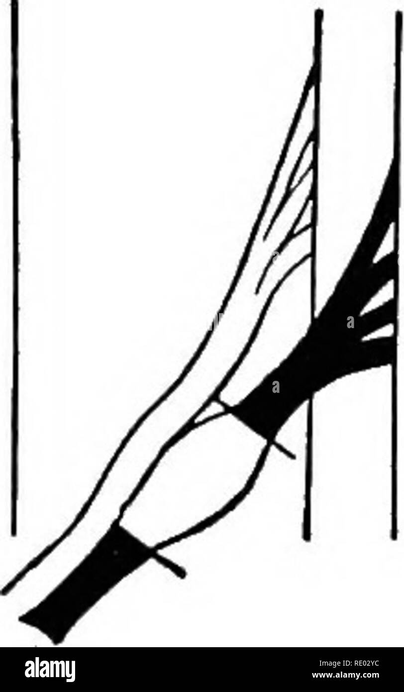 . La physiologie de l'animaux domestiques ; un texte-livre pour les étudiants vétérinaires et médicaux et les praticiens. La physiologie, l'étude comparative ; les animaux domestiques. Fig. 330.-Diagramme des racines op un nerf spinal montrant les effets de l'article. (Landois.) Les parties noires représentent les parties dégénérées. A, section du nerf-heyond le ganglion ; B, de la racine antérieure, et C, de la racine postérieure ; D, L'excision du ganglion cérébroïde ; un, antérieur, P, les racines postérieures ; //, ganglion. III. Les phénomènes électriques dans les nerfs. Comme dans les muscles, les preuves de la présence d'un courant électrique constant peut être fou Banque D'Images