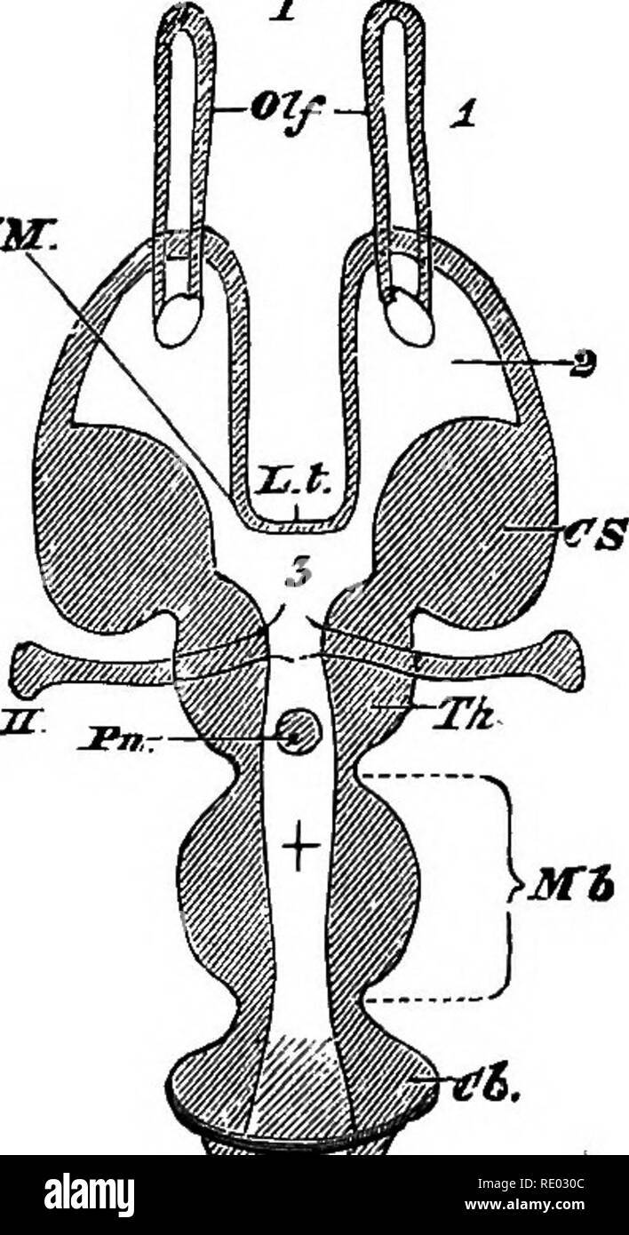 . Un texte-livre de physiologie comparée pour les étudiants et les praticiens de médecine vétérinaire (comparatif). La Physiologie, comparatif. 494 La physiologie comparée. Fxr.. Cochon. 354.-section horizontale schématique d'un CHuxley du cerveau des vertébrés). Les lettres servent à la fois pour cette figure et celle d'après. Mo, mi-cerveau. Ce qui se trouve en face de c'est l'avant-l)la pluie, et ce qui est derrière, l'arrière-cerveau. L. t, la lamina terminalis ; Flo, lobes olfactifs ; Hmp, hemispheres ; Th. E, thala- mencephalon ; avant, glande pinéale ; Py, corps de l'hypophyse ; FM^ foramen de Munro, CS, corps strié ; Th, op Banque D'Images