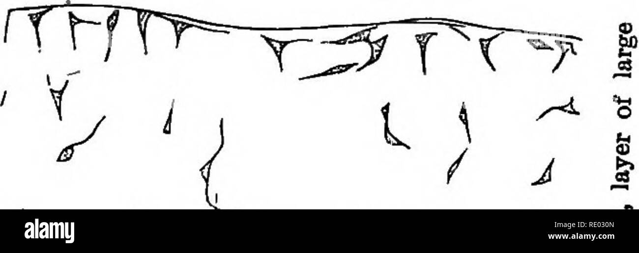 . Un texte-livre de physiologie comparée pour les étudiants et les praticiens de médecine vétérinaire (comparatif). La Physiologie, comparatif. h mm. Veuillez noter que ces images sont extraites de la page numérisée des images qui peuvent avoir été retouchées numériquement pour plus de lisibilité - coloration et l'aspect de ces illustrations ne peut pas parfaitement ressembler à l'œuvre originale.. Mills, Wesley, 1847-1915. New York, Appleton Banque D'Images