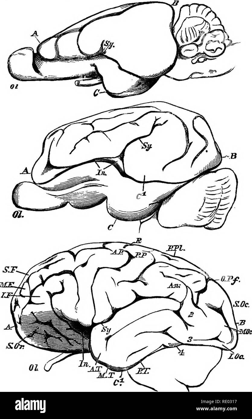. Un texte-livre de physiologie comparée pour les étudiants et les praticiens de médecine vétérinaire (comparatif). La Physiologie, comparatif. Le cerveau. 491 La connexion d'un Fart du cerveau avec l'autre.- S'il est connu depuis longtemps que les différentes parties de l'outil. Fig. 3B1.-latérale sur le cerveau d'un lapin, un cochon, et d'un chimpanzé, tiré de près la même taille absolue (Huxley). Le cerveau du lapin ie vers le haut ; le pig's, au milieu ; le plus bas, du chimpanzé. (^^ ?, le lobe olfactif ; ^. lobe frontal ; B, lobe occipital ; G, lobe temporal ; Sy, la scissure ; dans l'insula, S. ; ou, Banque D'Images