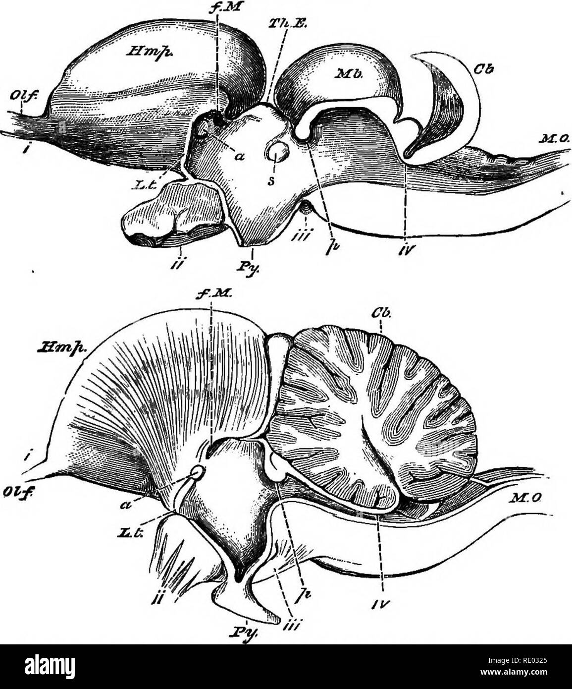 . Un texte-livre de physiologie comparée pour les étudiants et les praticiens de médecine vétérinaire (comparatif). La Physiologie, comparatif. Fig. 344.-A, C, le cerveau d'un Psammosaurus Bertgalemis (lézard), et B, D, d'un oiseau {Meleagru gaUopavo, la Turquie), dessiné comme si tliey ont des longueurs égales (après Huxley). A, B, vu du dessus ; C, D, du côté gauche. "/, Lobes olfactifs ; Pn, glande pinéale ; PGH, hémisphères cérébraux ; Mb, lobes optiques du milieu- bram ; Cb, cervelet ; M. 0, le bulbe rachidien, ii, iv, vi, deuxième, quatrième et sixième paires de nerfs cérébraux ; Py, hypophyse corps.. Cochon. 345.-cerveau Banque D'Images