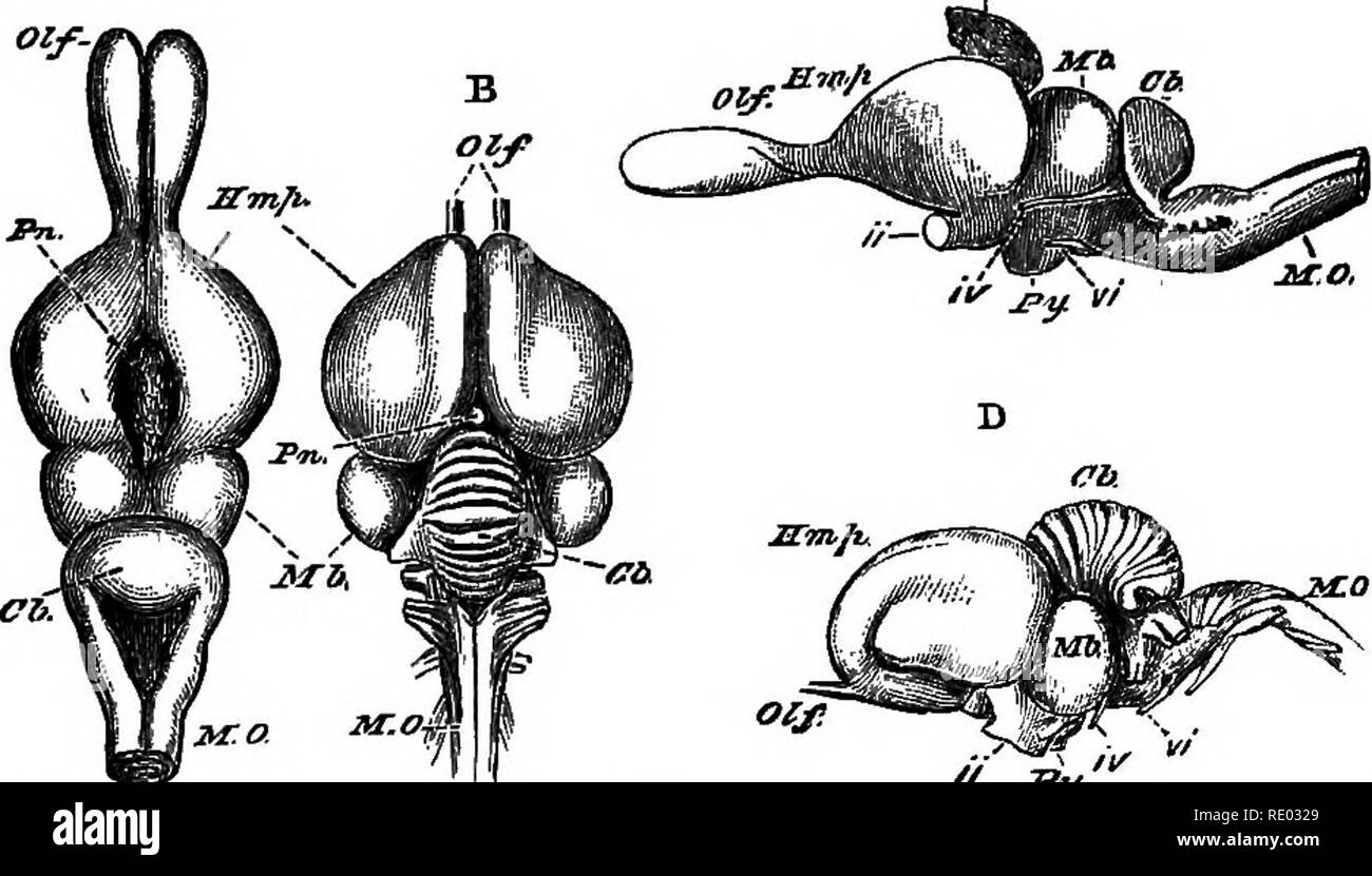 . Un texte-livre de physiologie comparée pour les étudiants et les praticiens de médecine vétérinaire (comparatif). La Physiologie, comparatif. 488 La physiologie comparée. C. Fig. 344.-A, C, le cerveau d'un Psammosaurus Bertgalemis (lézard), et B, D, d'un oiseau {Meleagru gaUopavo, la Turquie), dessiné comme si tliey ont des longueurs égales (après Huxley). A, B, vu du dessus ; C, D, du côté gauche. "/, Lobes olfactifs ; Pn, glande pinéale ; PGH, hémisphères cérébraux ; Mb, lobes optiques du milieu- bram ; Cb, cervelet ; M. 0, le bulbe rachidien, ii, iv, vi, deuxième, quatrième et sixième paires de nerfs cérébraux ; Py, p Banque D'Images