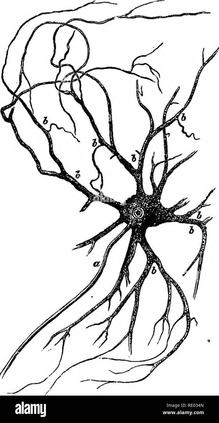 . Un texte-livre de physiologie comparée pour les étudiants et les praticiens de médecine vétérinaire (comparatif). La Physiologie, comparatif. 466. La physiologie comparée. Cochon. 339.-cellules ganglionnaires multipolaire de la partie antérieure de la matière grise de la moelle épinière de ox (après Dei- fers). Un cylindre d'axe, processus ; un processus, ramifié. Maintenant, en réalité, c'est très complexe, même s'il peut être analysé dans l'ite facteurs. Ainsi, les nerfs, la moelle épinière comme un reflex, nerfs efférents, aux muscles passer à l'action, le cordon comme un con- ductor d'impulsions qui se traduisent par des sensations, de l'emo, et Banque D'Images