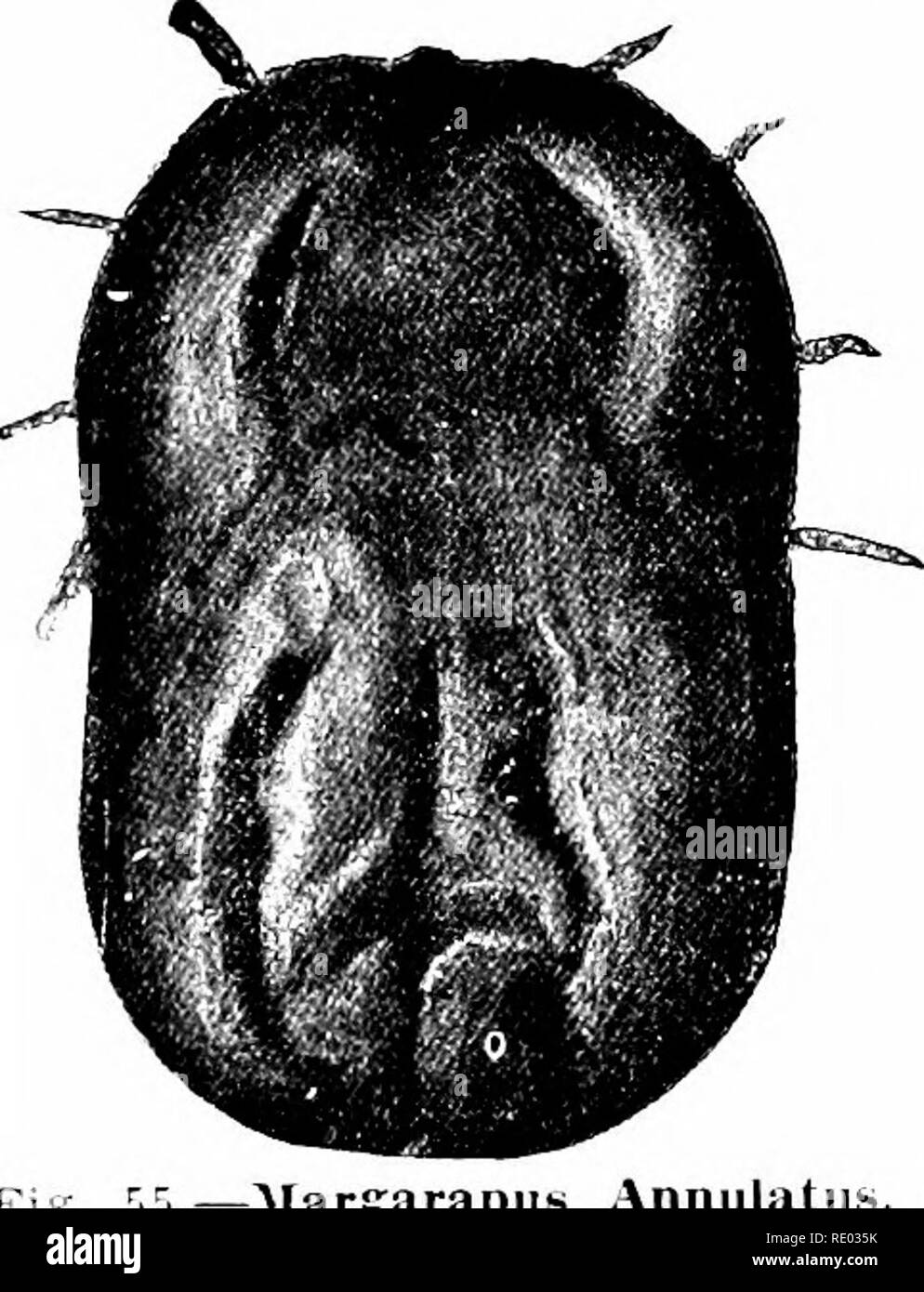 . Un manuel de pathologie vétérinaire, pour les étudiants et les praticiens. Pathologie vétérinaire. 80 KIXAKV NKTI.PAT JE lOLOC.Y. presque universellement accepté la proposition et ont à leur disposition les moyens par lesquels ils peuvent vacciner les animaux contre les ravages de certaines des maladies infectieuses mortelles auxquelles thtv sont sensibles. L'augmentation de la confiance du peuple est, à son tour, permettant aux scientifiques d'étudier de nouvelles phases de la matière. Althougli l'immunisation a été connus et utilisés de plus ou moins pendant des siècles comme la vaccination contre. Veuillez noter que ces images sont extraites de scann Banque D'Images