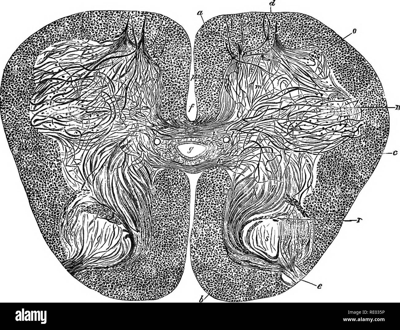 . Un texte-livre de physiologie comparée pour les étudiants et les praticiens de médecine vétérinaire (comparatif). La Physiologie, comparatif. La moelle épinière.-général. 463 de la Fia. 327.-vue générale de la moelle épinière (Cliauveau). Une ampoule, du col de l'ampoule ; B, lombaire ; C, la queue de cheval. Fig. 828.-Segment de la moelle épinière cervicale à l'ampoule, ou plexus brachial, montrant sa face supérieure et les racines des nerfs spinaux l (Chauveau). A, B ; racines supérieure, inférieure racines ; C, plusieurs dorsale des racines supérieures ; D, ganglion unique sur une paire exceptionnelle ; E, £, racines supérieure en passant par la réception et genres d'enveloppes. Banque D'Images