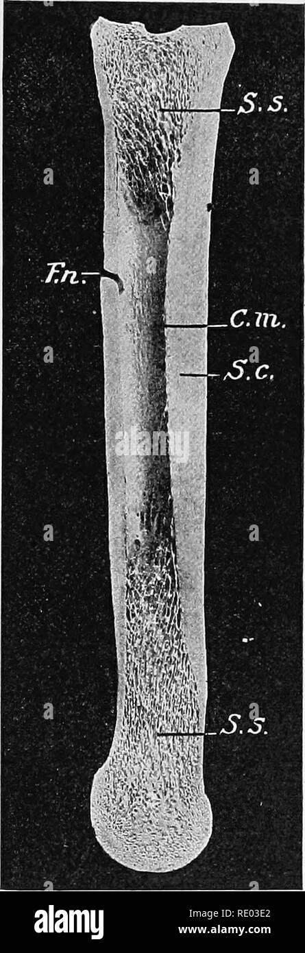 . Principes de la science vétérinaire ; un texte-livre pour une utilisation dans les écoles agricoles. La médecine vétérinaire. CHABACTEKISTICS D'ANIMAUX 31 inorganique, mais diffère d'eux en contenant plusieurs des éléments minéraux. La matière organique constitue environ un tiers du montant total dans les os, et quand libéré des substances inorganiques est connu sous le nom de l'osséine, une forme de la gélatine. Ceci peut être démontré en trempant une nouvelle os dans la faiblesse de l'acide chlorhydrique pour dissoudre les inorganiques (décalcification). Tous les électeurs- ment sont perdus et bien que la forme d'origine de l'os est conserver Banque D'Images