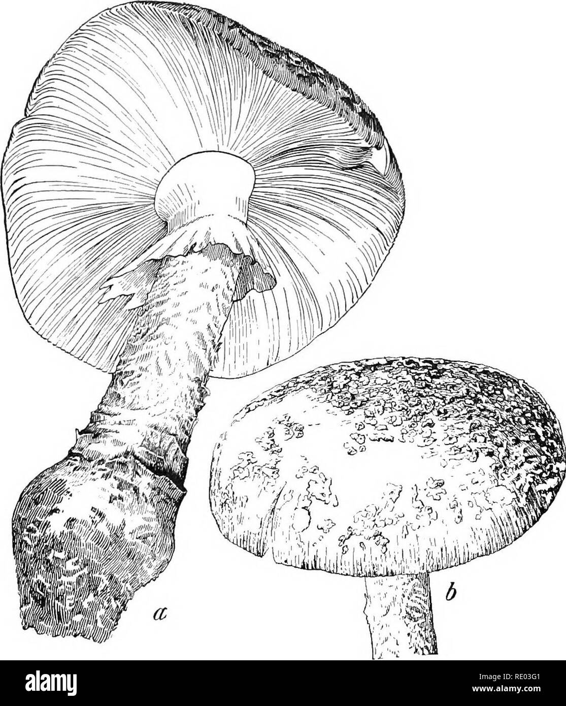 . Les maladies du bétail, moutons, chèvres et porcs. La médecine vétérinaire. 224 un empoisonnement. USTILAGINACEiE (l-i:lDT FAMILLE). L'Ustilago maydis.-Le champignon blanc noir connu sous le nom de charbon du maïs est commun le rl'oughout les com-producmg districts du centre des États-Unis, et est parfois considérée comme fatale à stock. Des expériences faites dans le Wisconsin et ailleurs montrent qu'il n'est pas un poison très actif lorsqu'elle est consommée en quantité modérée. Lorsqu'il est administré en augmentant progressivement les montants jusqu'à 2 lbs., aucun effet n'a été noté, mais 4 livres sur chacun de deux jours ont causé la mort subite d'une vache. Comme le maïs. Banque D'Images