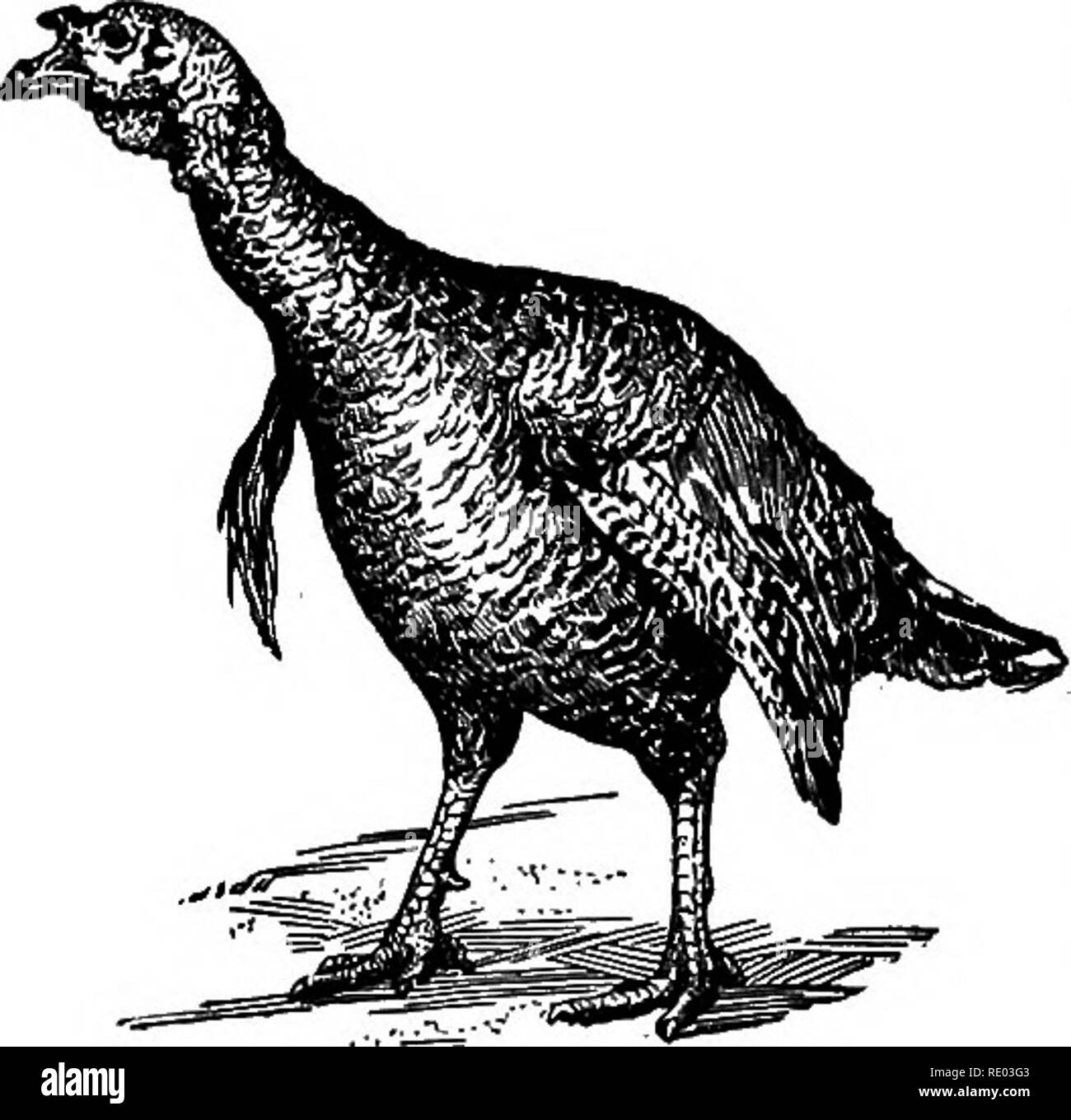 . L'étude de la nature et de l'agriculture. L'étude de la nature ; l'Agriculture. 242 LES VOLAILLES ET LES OISEAUX SAUVAGES. La Turquie en bronze jeune mâle. Dindes, canards, oies et dindes. - De tous nos oiseaux domestiques la Turquie est de- cidedly le plus grand, le bien-connu gobblers allant de 26 à 36 livres de poids et les poules de 16 à 20 livres. Non seulement c'est la quantité de viande qu'ils produisent assez grande, mais sa qualité est sans égale, et une grande attention est donc accordée à les élever pour le marché. Les dindes domestiques descendent du dindon sauvage qui peut toujours être trouvé dans l'Est et le sud de Banque D'Images