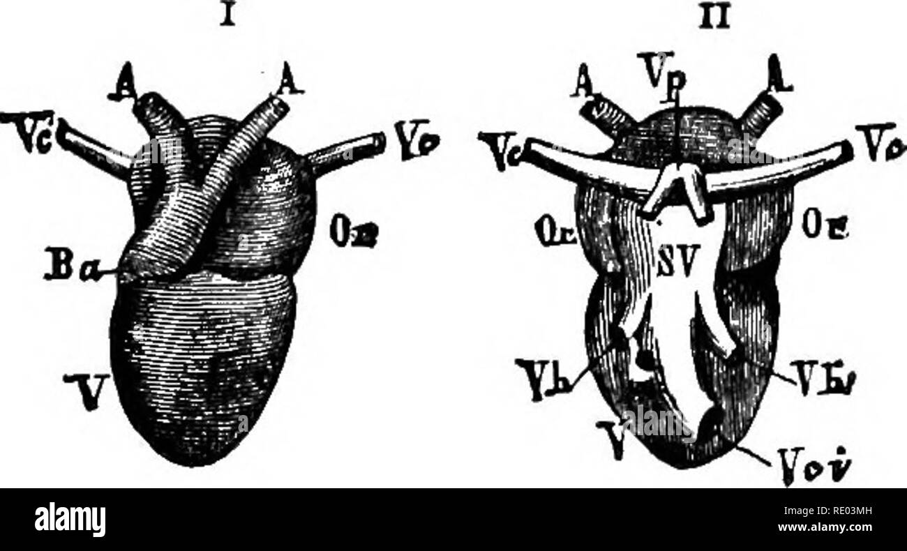 . La physiologie de l'animaux domestiques ; un texte-livre pour les étudiants vétérinaires et médicaux et les praticiens. La physiologie, l'étude comparative ; les animaux domestiques. Fig. 186.-Coeur de tortue. (Btclard.) 1, oreillette droite, ventricule unique ; 2 ; 3 ; 4 oreillette gauche, droite, gauche, l'aorte ; 5 ; 6 aorte artère pulmonaire, se divisant en deux branches ; 7, venae cava ?.. Fig. 187.-coeur de grenouille. (Livon.) I, vue antérieure ; II, vue postérieure. Un aortaj ; A, VC, cavje vense supérieure ; ou ; oreillettes, v, ventricule aortique ; ampoule Baf SV, sinus veineux ; VCI, venas cavie inférieure ; Vh, des veines hépatiques ; vp, les veines pulmonaires dans l'aération. Banque D'Images