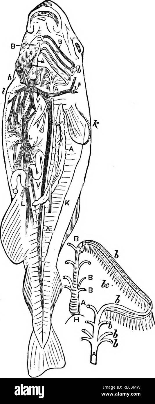 . La physiologie de l'animaux domestiques ; un texte-livre pour les étudiants vétérinaires et médicaux et les praticiens. La physiologie, l'étude comparative ; les animaux domestiques. La circulation du sang. 495 corps et de les transmettre par une ouverture, gardé par une valve, au ventricule, d'où le sang est propulsé vers le bulbe artériel, et ensuite à travers quatre ou cinq navires de branchement prise en charge sur les arcs branchiaux cartilagineux aux branchies (Fig. 182 et 183). Après avoir été l'objet. Fig. 185.-Appareil circulatoire dans le poisson. (Owen.) Un bulhus, artériel ; B, artères branchiales ; 6, les veines branchiales ; H Banque D'Images