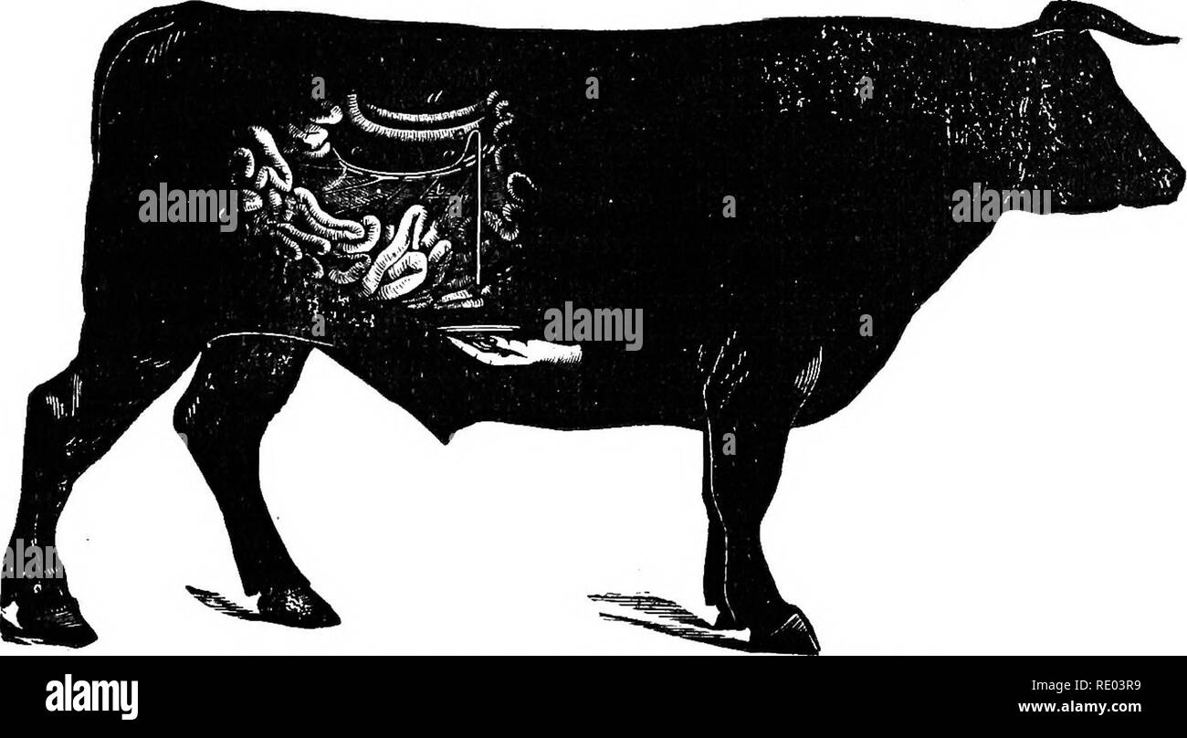 . La physiologie de l'animaux domestiques ; un texte-livre pour les étudiants vétérinaires et médicaux et les praticiens. La physiologie, l'étude comparative ; les animaux domestiques. L'article IV. Chyle. Le chyle est le chyme qui a été absorbée par les villosités intestinales et le canal thoracique à travers les canaux lymphatiques mésentériques. Dans le chyli receptaculum il est mélangé avec la lymphe provenant de l'extrémités inférieures. Il peut être obtenu dans le pur boeuf de la Grand Trunk, qui accompagne l'artère mésentérique antérieure (Fig. 171).. Fig. 171 -Collection de Chyle dans l'Ox. (Colin.)   Une incision est pratiquée dans le flanc droit d'un Banque D'Images