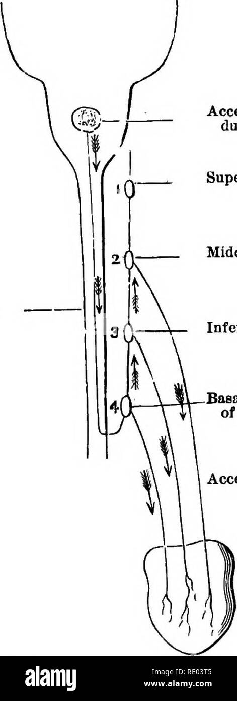 . Un texte-livre de physiologie comparée pour les étudiants et les praticiens de médecine vétérinaire (comparatif). La Physiologie, comparatif. La circulation OP LE SANG. 259 leur cours d'une manière générale, sans référence particulière aux variations pour chaque groupe d'animaux : 1. Ces nerfs émergent de la moelle épinière (eord région dorsale supérieure), et continuez vers le haut ff^ J'Accelerator Centre en moi- 1 ^^»^^ ganglion cervical supérieur. Moelle épinière.. Ganglion cervical moyen. Ganglion cervical inférieur. Dans la région de Ganglion Baaal FiTBt Kio. Nerfs d'accélérateur. Coeur. Fig. 217.-Biagram^ d'illustrer l'origine, c Banque D'Images