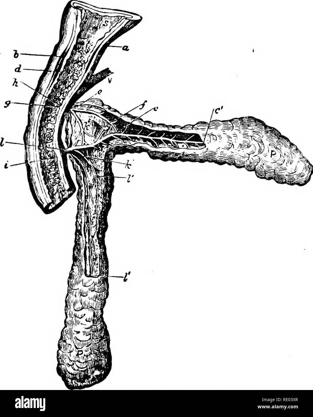 . La physiologie de l'animaux domestiques ; un texte-livre pour les étudiants vétérinaires et médicaux et les praticiens. La physiologie, l'étude comparative ; les animaux domestiques. La digestion dans l'intestin. 397 chien, dans lequel l'opération pour faire des fistules pancréatiques est plus courante que dans la plupart des autres animaux, deux canaux pancréatiques-la plus petite et une ouverture dans le duodénum dans la papille même que le canal biliaire, tandis que les plus grandes et conduit inférieur s'ouvre dans le duodénum environ deux centimètres plus bas. Ces gaines communiquent par de fréquentes anasto- Moses, la partie inférieure étant toujours sélectionné pour l'opération. Dans ces ani Banque D'Images