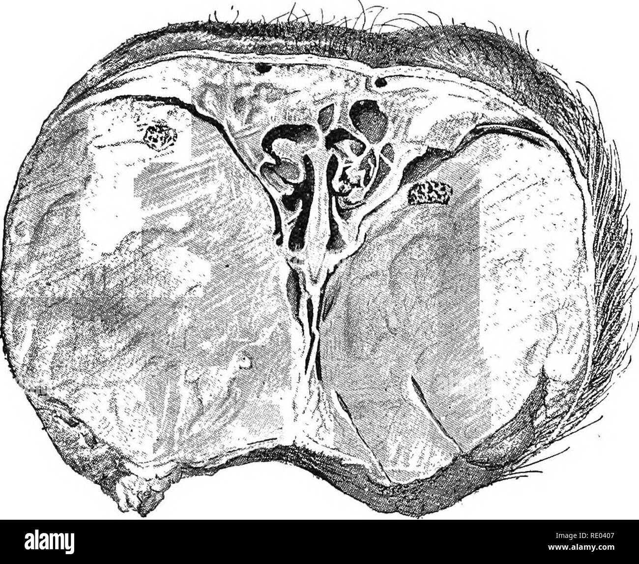 . Les maladies du bétail, moutons, chèvres et porcs. La médecine vétérinaire. La cachexie osseuse. 17 un aspect spongieux. Ils diminuent de densité. Ces changements correspondent aux étapes de l'ostéoporose et ostitis ceci raréfiant excentrique d'auteurs allemands. La des os plats montrent souvent bien-marlied périostite, mais l'épaississement grande vu parfois dans certains des os de la tête semble être le résultat de l'ostéo-périostite spécial. Il est bien certain que la maladie est due à quelque chose de plus qu'une simple envie de constituants minéraux dans les os, et la pauvreté dans ce domaine n'est certainement pas expliquer les Banque D'Images