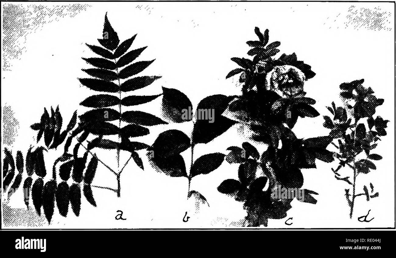 . L'étude de la nature et de l'agriculture. L'étude de la nature ; l'Agriculture. J20 L'ÉTUDE DE LA NATURE ET DE L'AGRICULTURE DE Sumac. - Plusieurs espèces de ce bush sont vendus par les concessionnaires, mais aucun d'entre eux est supérieure à la politique commune de sumac lisse qui est originaire des États du nord. Son foHage a une apparence tropicale riche en été et en automne il se tourne vers les tons de rouge brillant. Le Syringa ou mock orange est l'un de nos plus célèbres d'arbustes, d'être très apprécié pour le parfum délicat et la pureté et le charme de ses fleurs blanches cireuses. Il fleurit au milieu de l'été.. Branches d'arbustes, un sumac ; b, Syringa ; c, Rugosa Rose en fleurs ; d, début de W Banque D'Images
