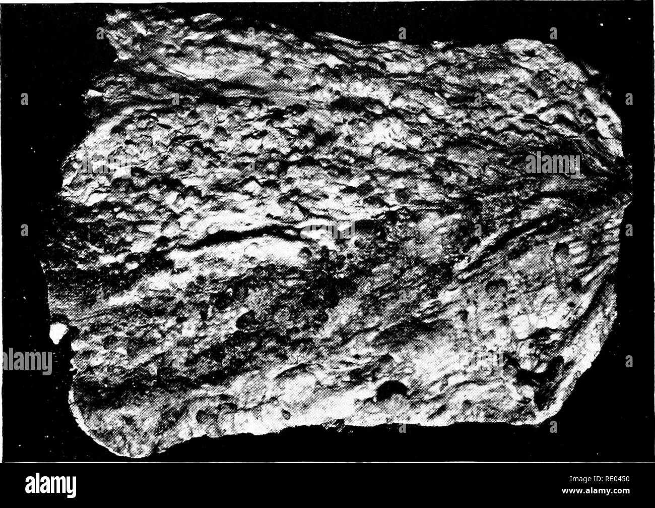 . Les études vétérinaires pour les étudiants en agriculture. La médecine vétérinaire. 1S4 maladies courantes. nécessairement perdre dans la nutrition des tissus et la vitalité, et peu à peu devenir absorbé ou malades. Il est raisonnable de s'attendre que ces poumons de devenir, pour les bovins tuberculeux ami personnes ont souvent l'occasion pour l'infection. Nous devons nous rendre compte que les lois de la nature ne peut pas être violé sans payer un inévitable mort. Il n'est pas sage d'acheter du bétail à des fins de reproduction, sans savoir qu'ils sont exempts de la tuberculose avant de le placer avec le troupeau. Tous les sires, et c'est particulièrement vrai des bovins, devrait hav Banque D'Images