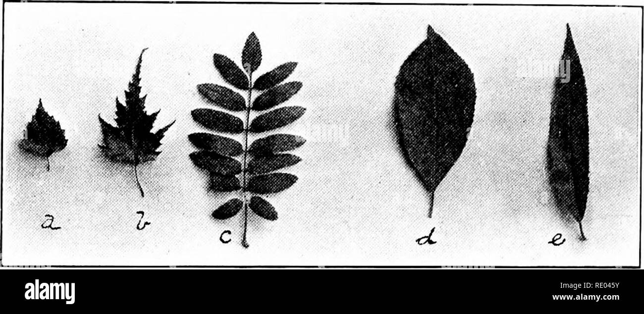 . L'étude de la nature et de l'agriculture. L'étude de la nature ; l'Agriculture. 114 L'ÉTUDE DE LA NATURE ET DE L'agriculture produit des grappes d'attrayants baies rouge-orange que s'accrocher au cours de la dernière partie de l'été et jusqu'à l'hiver. Ils sont tellement amère que même les oiseaux ne seront pas les toucher tant qu'ils peuvent trouver autre chose à manger. Les cerises. - Les cerisiers sauvages et de cerise noire ajouter de l'intérêt pour les locaux en raison de leur floraison blanche. &Lt ; ; ;, le bouleau blanc , Golden Willow. Les feuilles des arbres b, c ; bouleau pleureur, Mountain Ash ; d, le cerisier ; et leurs fruits. La cerise noire en particulier fait un han Banque D'Images