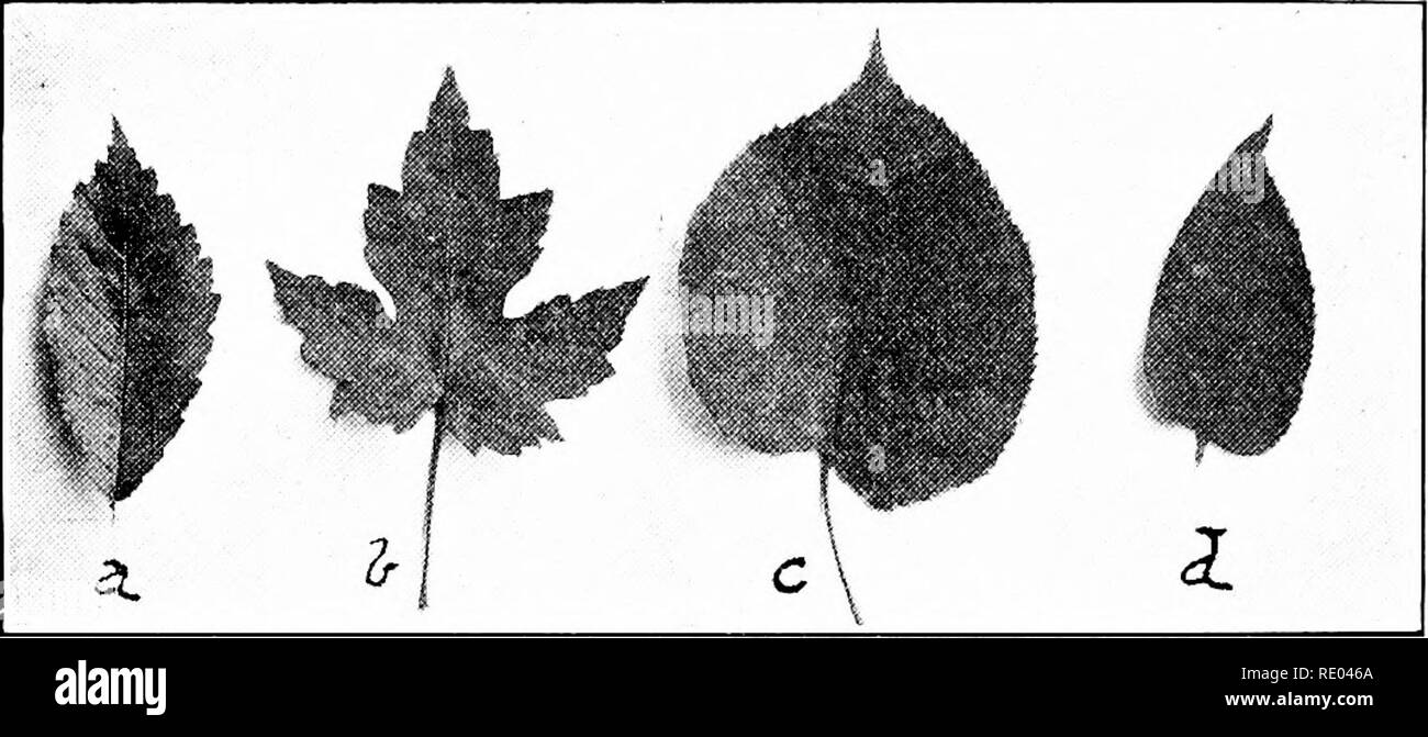 . L'étude de la nature et de l'agriculture. L'étude de la nature ; l'Agriculture. 112 L'ÉTUDE DE LA NATURE ET DE L'AGRICULTURE L'Orme d'Amérique a été le favori shade tree depuis les débuts de la colonisation du pays. C'est dans la propagation des branches d'un orme à Cambridge, Massachusetts, que Washington a pris le commandement de l'armée américaine, et William Penn a fait son célèbre traité avec les Indiens à l'ombre d'un énorme orme qui est resté debout dans la banlieue de Philadelphie jusqu'en 1810. Dans les plus récents membres de la Northwest cet arbre est tout aussi populaire. La courbe facile des grosses branches et la direction générale de tombantes Banque D'Images