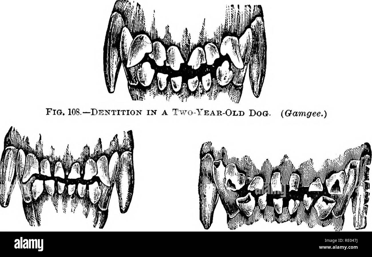 . La physiologie de l'animaux domestiques ; un texte-livre pour les étudiants vétérinaires et médicaux et les praticiens. La physiologie, l'étude comparative ; les animaux domestiques. Fig. 106.-Milk-Teeth dans un chiot 2 ok 3 mois. (Gamgee.) Fig. 107.-dans une dentition Year-Old Chien. (Gamgee.)'. Fig. 109.-dans la dentition chien entre 3 et 4 ans. (Gamgee.) fig. 110- -dans la dentition chien 4 ou 5 ans. (Gamgee.) la dentition chez le porc.-Le cochon est né avec huit dents, qui ftetal sont incisives et défenses du foetus. À un mois quatre incisives sont coupés, en plus de trois molaires temporaire de chaque côté de chaque mâchoire. Deux autres tempor Banque D'Images