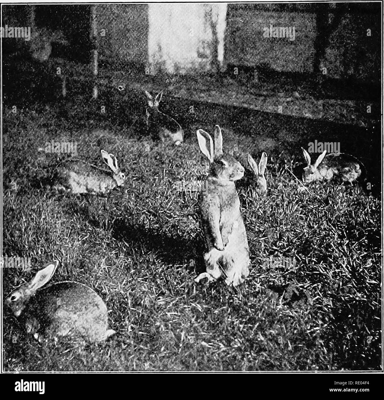 . Les maladies des animaux ; un livre de mémoire et des conseils populaires sur les soins et les problèmes de santé des animaux de ferme. La médecine vétérinaire, des animaux domestiques. 44 Les maladies des animaux les lapins de l'enfouissement, les murs doivent être vers le bas- profondément dans la terre, ou bien la parole de ces chantiers doivent être pavées ou recouvertes de fil de poulet.. Fig. 13. Belgia7je luires Les lapins aiment creuser, et il est donc généralement considérée comme bénéfique d'avoir le sol de terre sèche. Si les têtes sont jonchées de paille ou de matériaux similaires, les animaux creusent rarement beaucoup, mais s'ils se Banque D'Images