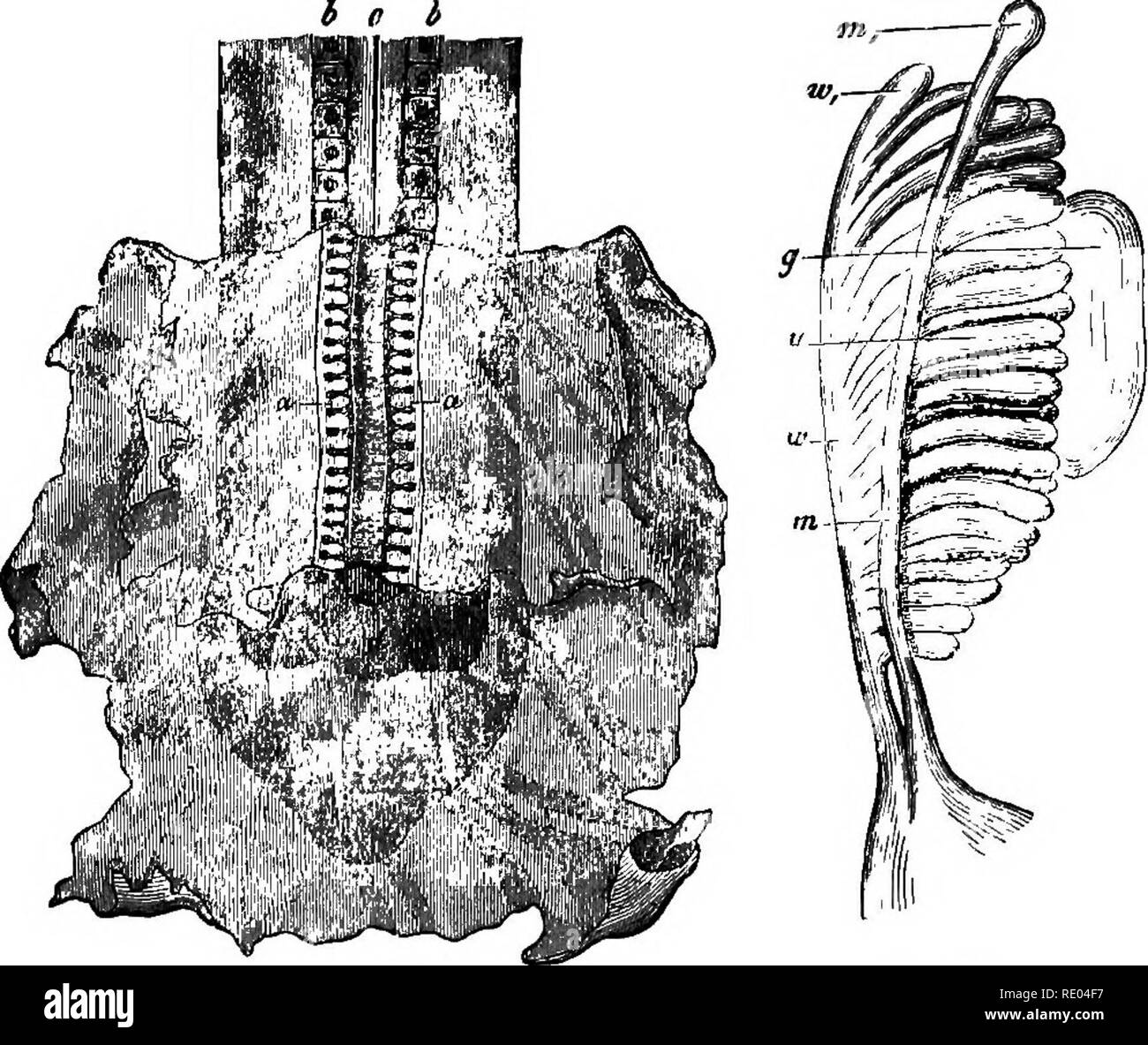 . Un texte-livre de physiologie comparée pour les étudiants et les praticiens de médecine vétérinaire (comparatif). La Physiologie, comparatif. Le développement de l'OP ELLE-MÊME EMBEYO. 113 opsida (flshes et amphibiens). Un processus vasculaire du péritoine (glomérule) Projets en une dilatation de la cavité du corps, qui est en partie séparée du reste de cette cavité (fioalom). Ce processus, de concert avec le conduit de segmentaires, maintenant enroulé, et certains tubes court élaboré à partir de l'air original, composent le pronéphros. Le conduit s'ouvre à longueur segmentaire dans le cloaque. Le meaonephros b Wolff Banque D'Images