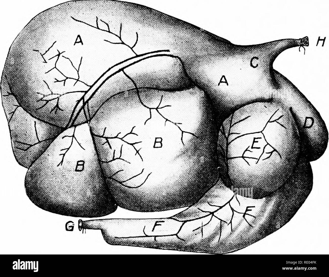 . Les études vétérinaires pour les étudiants en agriculture. La médecine vétérinaire. 48 lignes. L'anatomie de la cavité abdominale et couvre également les divers organes abdominaux â. Le foie est la plus grande glande dans le corps, pesant 11 kg et qu'ahout est situé dans la cavité abdominale sur le côté droit et le bien de l'avant contre le diaphragme. Elle fabrique environ 12 lbs. de bile dans les 24 heures. Le foie montre quatre lobes assez distinctes, namedâthe gauche, droite, milieu, et Spigelian. Le foie est enfermé dans une capsule de Glisson solide appelée la capsule. La vache a une vésicule biliaire, mais le cheval n'a aucun et le flux biliaire Banque D'Images