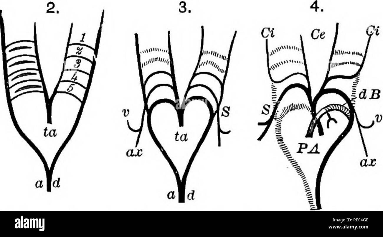 . Un texte-livre de physiologie comparée pour les étudiants et les praticiens de médecine vétérinaire (comparatif). La Physiologie, comparatif. Le développement de l'embryon lui-même. 109 ward, coudes rond jusqu'à la face dorsale du pharynx, chacun donnant à angle droit par rapport à l'yelk-sa,6 une artère vitelline ; le aortse unite dorsalement, puis de nouveau séparés et se perdre dans les pos e résultats t- fin de l'embryon. La soi-disant arcs de l'aorte sont les grandes branches Ln l'extrémité antérieure de l'embryon provenant de l'aorte elle-même. Le système veineux correspondant à la ci-dessus est composé de parties antérieure et postérieure Banque D'Images