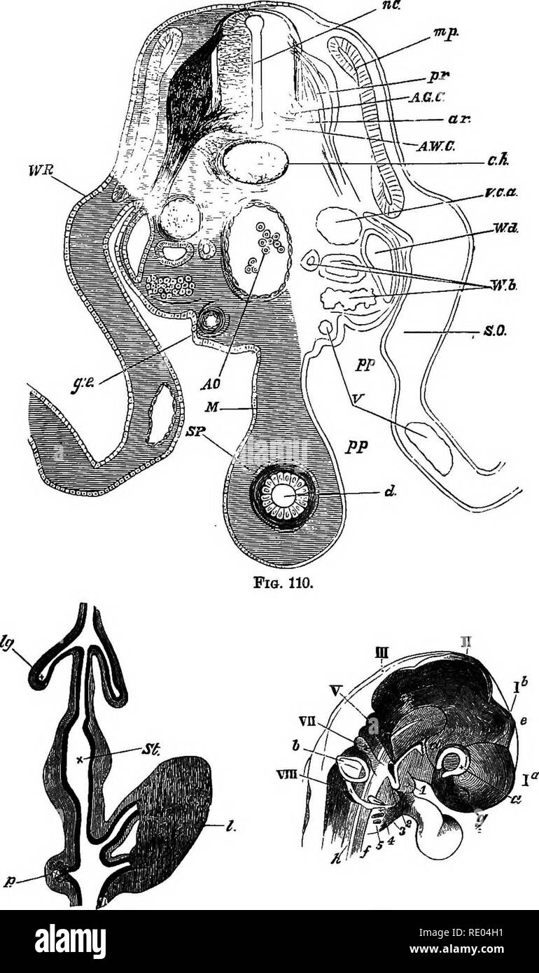 . Un texte-livre de physiologie comparée pour les étudiants et les praticiens de médecine vétérinaire (comparatif). La Physiologie, comparatif. 106. La physiologie comparée. Fig. 111. Fig. 112. Fig. no-section transversale par Inmbar région d'un embryon à la fin du quatrième jour (Poster et Balfour). ". E, canal neural ; pr, racine postérieure du nerf rachidien avec ar ; ganglion, racine antérieure ; A. G. 0, la face antérieure de la colonne grise de la moelle épinière ; A. W., 0 colonne blanc antérieur en cours de formation ; m. p, muscle-assiette ; c.Ti, notochorde ; TWJ Wolff, ridge ; un 0, de l'aorte dorsale ; ". c. une veine cardinale postérieure, W. ; d, Wolf Banque D'Images