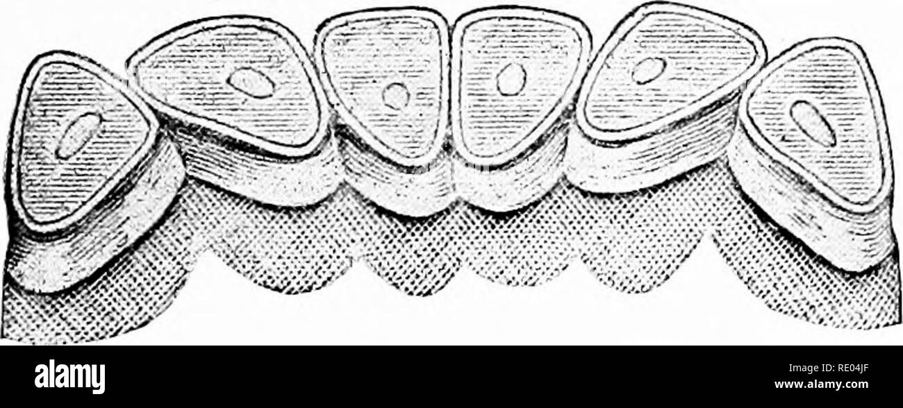 . Les études vétérinaires pour les étudiants en agriculture. La médecine vétérinaire. Les OS ET LA TÊTE. 11 Développement. -Soit en développement des os cartilage ou membrane. Les os des jambes longues se développent à partir de la télévision ; cartilage os du crâne d'élaborer à partir de la membrane. La composition. -L'os normal des animaux matures contient environ un tiers de matières animales et deux tiers la matière minérale. La matière animale donne élasticité, la matière minérale donne fermeté et force.. FIG. 5. Vingt ans, MÂCHOIRE INFÉRIEURE. A. Veuillez noter que ces images sont extraites de la page numérisée des images qui peuvent avoir été retouchées numériquement pour plus de lisibilité - colorat Banque D'Images