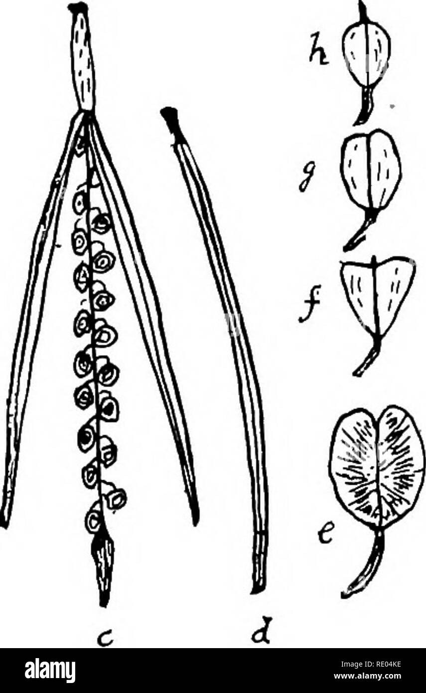 . L'étude de la nature et de l'agriculture. L'étude de la nature ; l'Agriculture. Fleur d'un Mustaed sauvages, fleurs complète. b, pièces affichées dans l'ordre : i, si vos correspondants ; 2, 3 ; pétales, les étamines ; 4, le pistil de cette famille appartiennent beaucoup de nos mauvaises herbes, comme la moutarde sauvage com- mun, tumbling moutarde, la moutarde noire, poivre- herbe, faux lin, capselle ; aussi ces légumes de jardin comme les radis, navet, rutabaga, et cab- bage, et ces fleurs comme les sweet alyssum et Thlaspi. La famille des Curcubitacés.- plantes de cette famille sont des vignes avec vrilles, et ont deux sortes de fleurs, le mâle ou la femelle, et staminées Banque D'Images