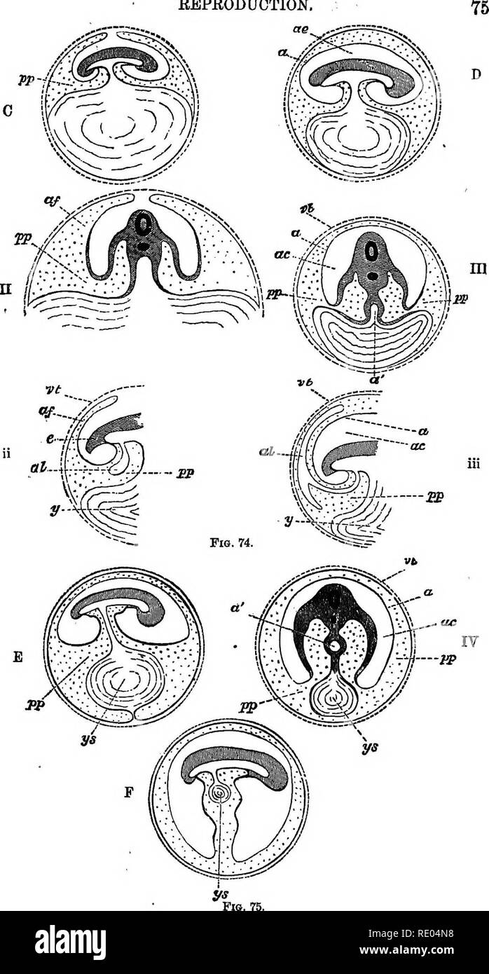 . Un texte-livre de physiologie comparée pour les étudiants et les praticiens de médecine vétérinaire (comparatif). La Physiologie, comparatif. La reproduction.. Veuillez noter que ces images sont extraites de la page numérisée des images qui peuvent avoir été retouchées numériquement pour plus de lisibilité - coloration et l'aspect de ces illustrations ne peut pas parfaitement ressembler à l'œuvre originale.. Mills, Wesley, 1847-1915. New York, Appleton Banque D'Images