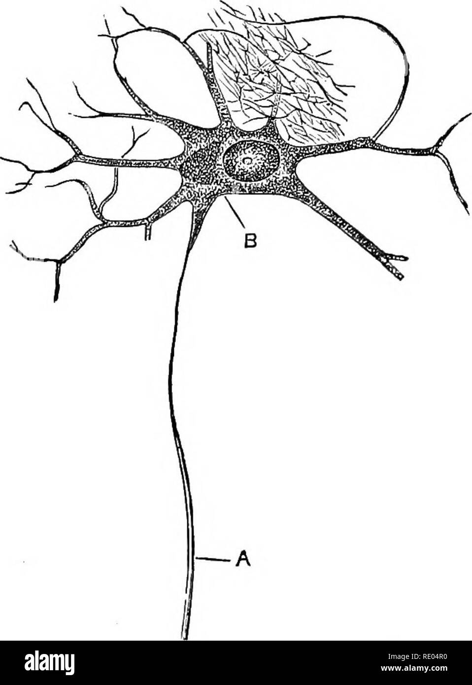 . La physiologie de l'animaux domestiques ; un texte-livre pour les étudiants vétérinaires et médicaux et les praticiens. La physiologie, l'étude comparative ; les animaux domestiques. Fig. 18.-Rouge et Blanc, Blood-Corpuscles Grande Six cent diamètres. (Ellenberger.), une vue de la surface des globules rouges ; B, vue de profil ; C, Rou- leaux de globules rouges ; D, dépression centrale en globules rouges ; E, crenated globules rouges ; F, petit, et G, blanc grand cor- puscles.. Fig. 19.- Une Ganglion-Cell isolés de la corne antérieure de la moelle épinière humaine, après Gerlach. (Klein.) un axe, cylindres ; B, le pigment. Le processus de ramifiés Banque D'Images