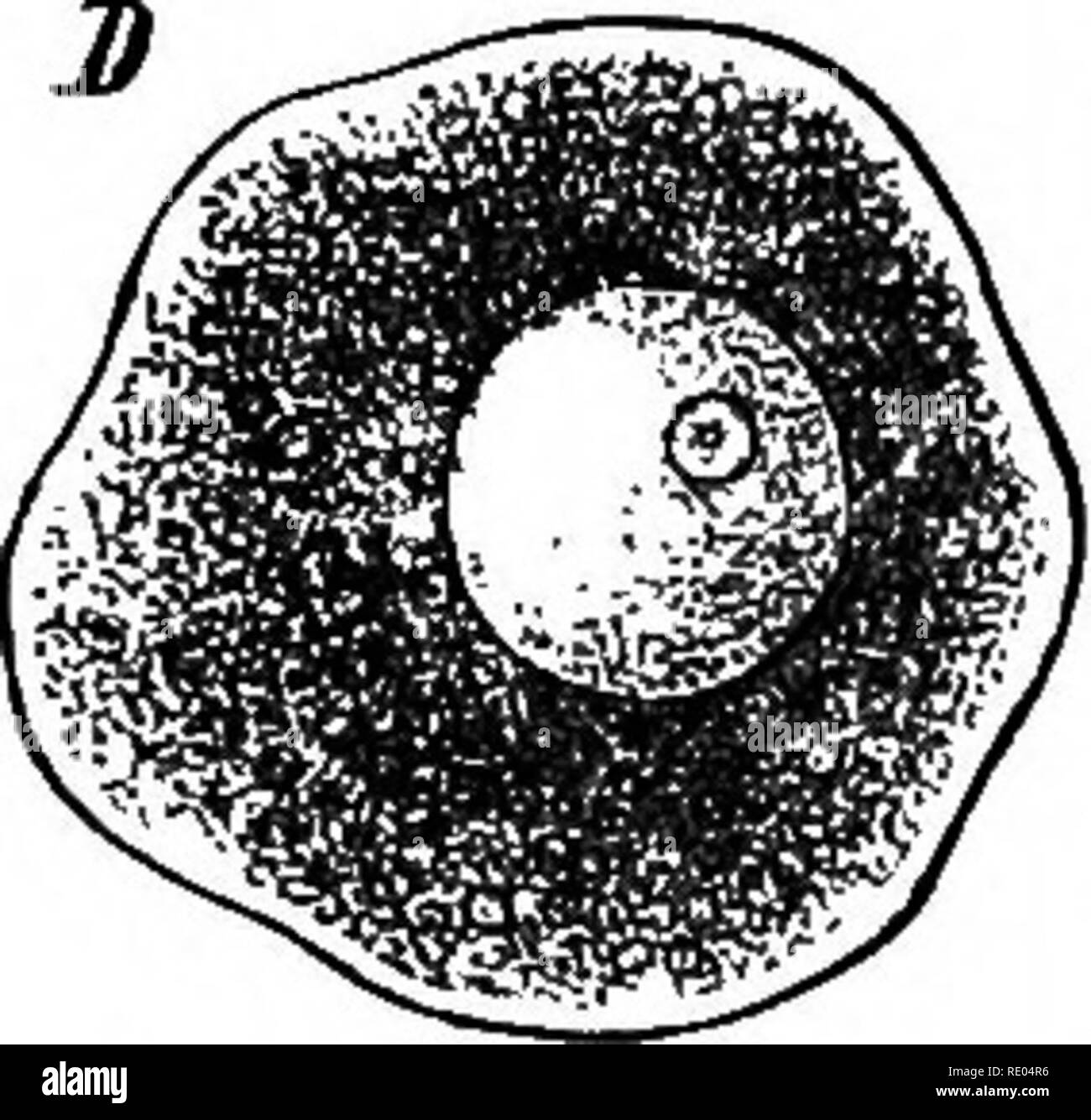 . Un texte-livre de physiologie comparée pour les étudiants et les praticiens de médecine vétérinaire (comparatif). La Physiologie, comparatif. . Veuillez noter que ces images sont extraites de la page numérisée des images qui peuvent avoir été retouchées numériquement pour plus de lisibilité - coloration et l'aspect de ces illustrations ne peut pas parfaitement ressembler à l'œuvre originale.. Mills, Wesley, 1847-1915. New York, Appleton Banque D'Images