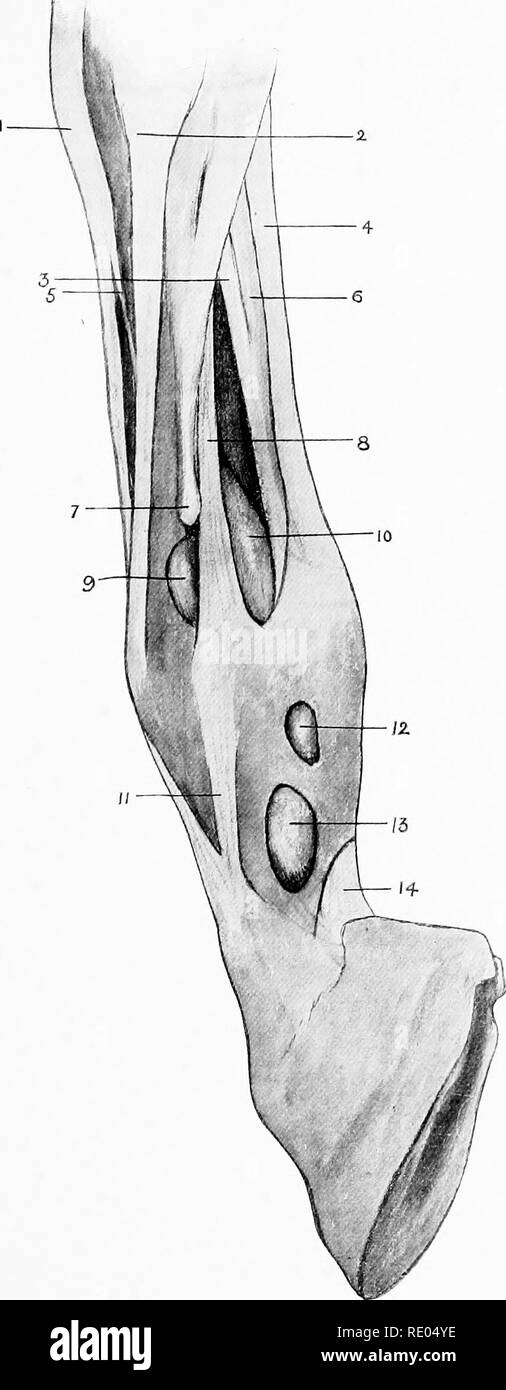 . L'Anatomie chirurgicale du cheval ... Les chevaux. XXVII. plaque de force avant-L.imb. Aspect extérieur montrant les gaines à boulet I. tendon du muscle extenseur pedis. 2. Tendon du muscle extenseur suffraginis. 3. Subcarpal ou vérifier ligament. 4. Tendon du fléchisseur perforatus. 5. Direction générale de la liaison entre les tendons extenseurs du pied et de l'extenseur suffraginis. 6 et 14. Tendon du fléchisseur perforans. 7. Bouton de l'espace extra-petit métacarpe. 8. Ligament suspenseur. 9. Le renflement de la membrane synoviale de Boulet (position des windgall articulaire). 10. Le renflement de qualité supérieure grande gaine sésamoïde (position habituelle des windgall tendineux). 1 Banque D'Images
