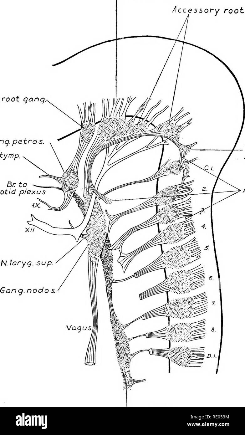 . Un manuel de laboratoire et texte-livre de l'embryologie. L'embryologie. Les nerfs cérébraux 363 Les processus périphériques des cellules ganglionnaires forment la plus grande partie du nerf vague trunks après la séparation d'elle de la moelle fibres accessoire. La racine du nerf vague gang. Racine accessoire gang. IX aq racine Gang, petro N. tymp. Br à la pi'. Gang. Froriep. Fig sympathique. 346.-Une reconstruction de la nerfs périphériques dans un embryon de 17,5 mm. (Streeter). X 16.7. Dans les vertébrés aquatiques des fibres sensorielles somatiques à partir de la ligne latérale du visage, organes inscrivez-vous les nerfs vagues et glossopharyngien, et leurs gangl Banque D'Images